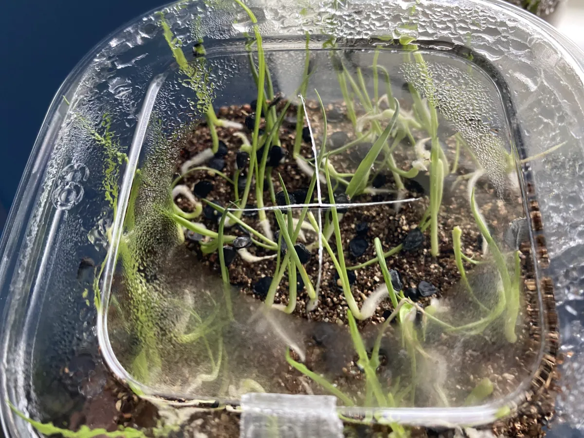 Yucca rigida (ユッカ リギダ)