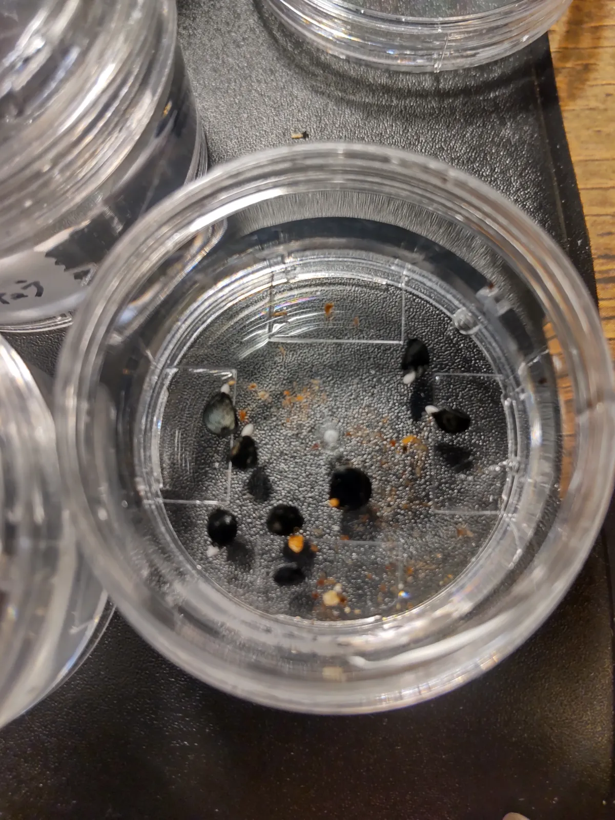 Agave victoriae-reginae ssp. swobodae 'Compacta' (アガベ スワボダエ コンパクタ‘’)