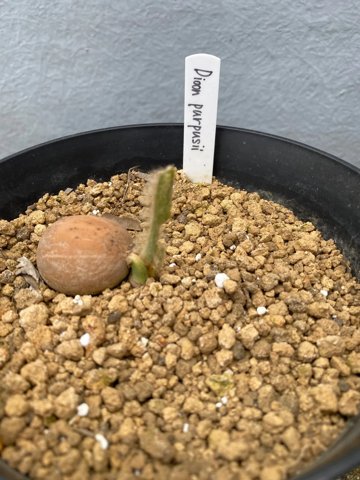 Dioon purpusii (ディオーン プルプシー)