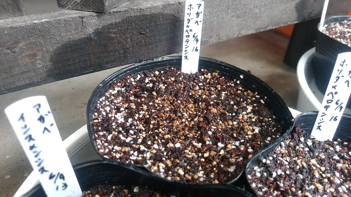 Agave horrida subsp. perotensis (アガベ ペロテンシス)