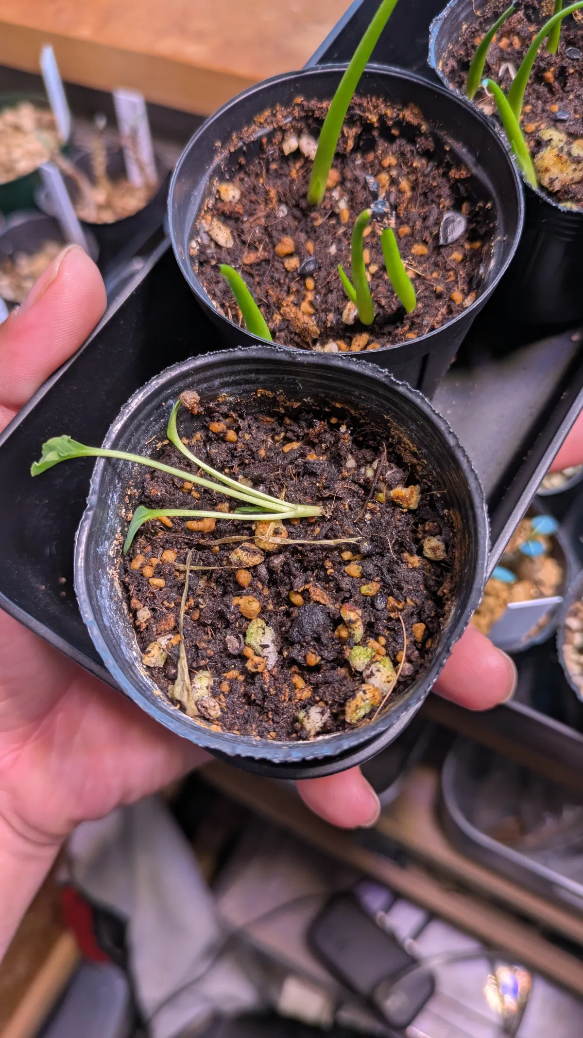 Euphorbia spannringii (ユーフォルビア スパンリンギー フィッシュボーン)