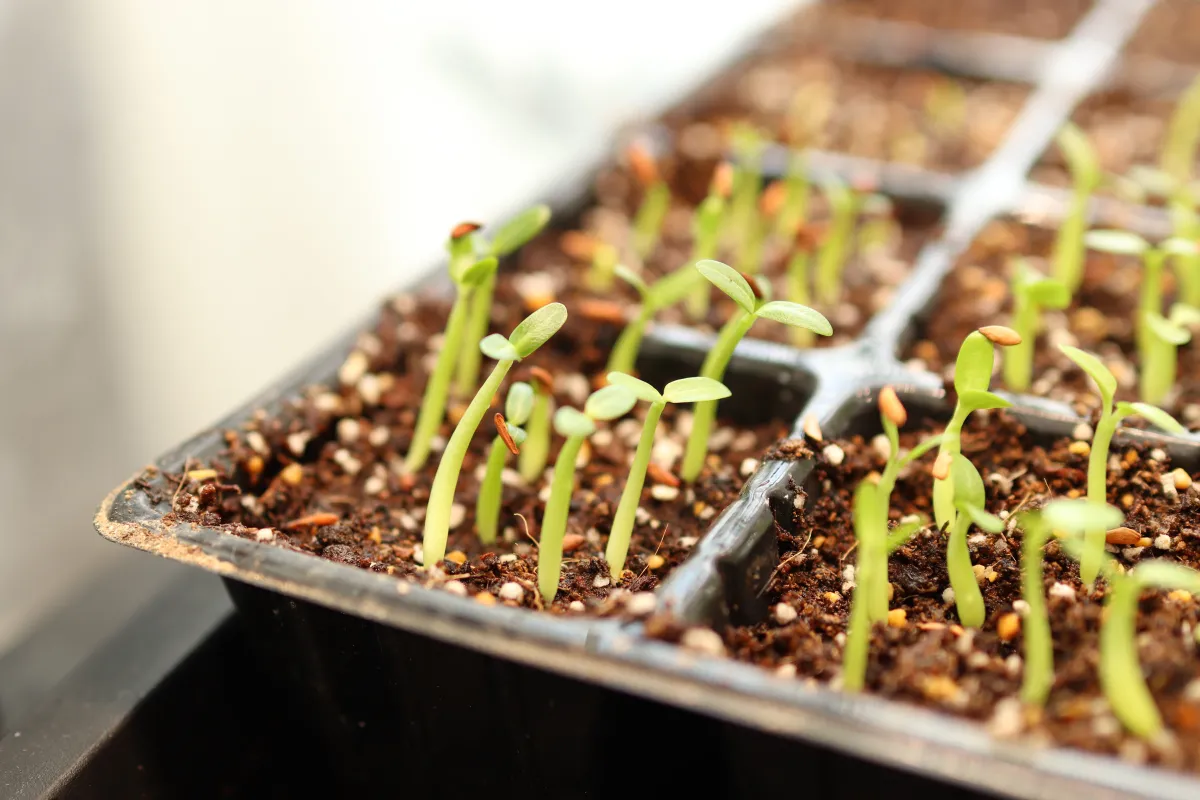 Pachypodium rosulatum var. gracilius (パキポディウム グラキリス)