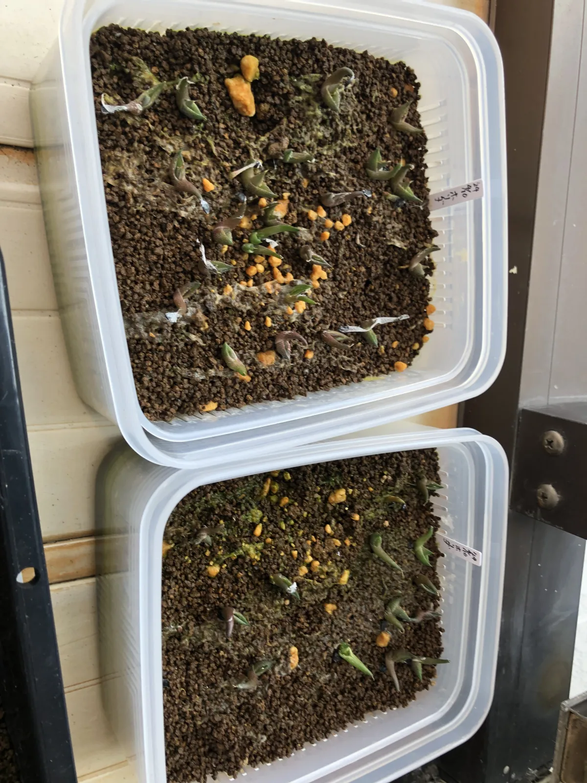 Agave horrida ssp. horrida (アガベ ホリダ)