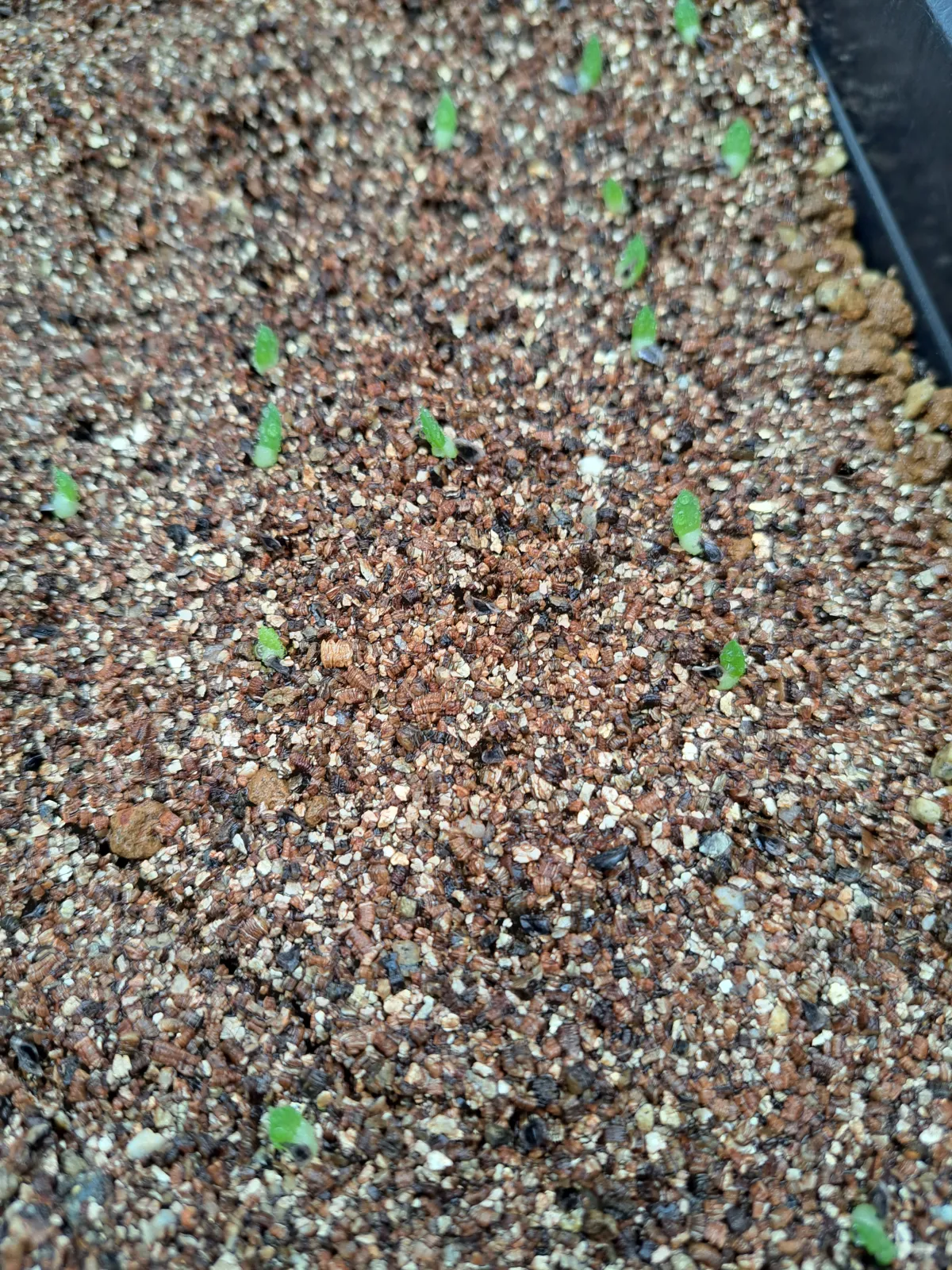 Aloe broomii var. tarkaensis (アロエ ブルーミータルカエンシス)