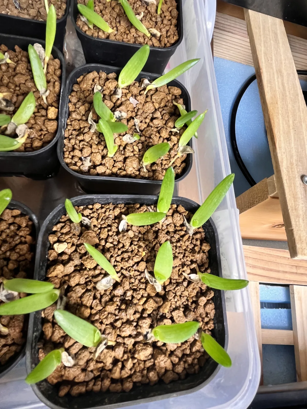 Aloe dichotoma (アロエ ディコトマ)