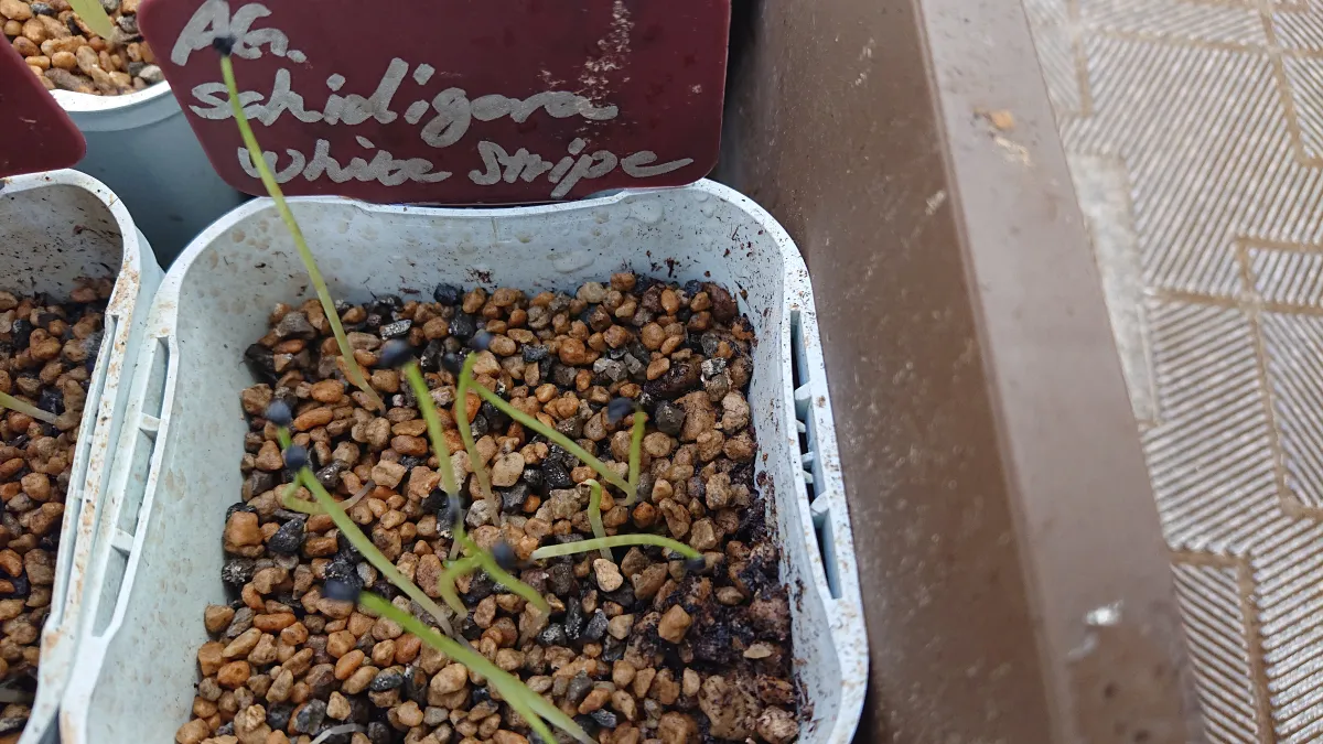 Agave schidigera White Stripe (アガベ シジゲラ ホワイトストライプ)