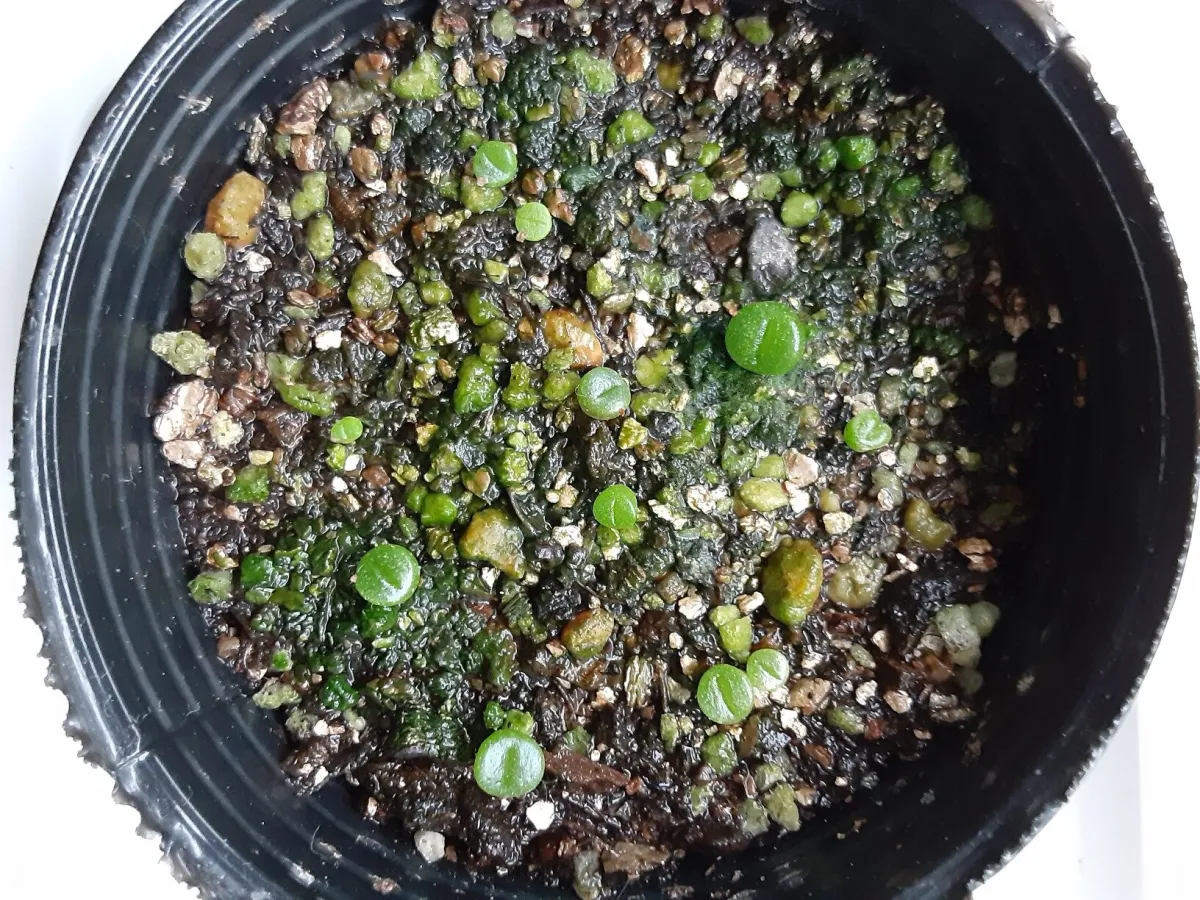 Lapidaria margaretae (ラピダリア マーガレッティ 魔玉)