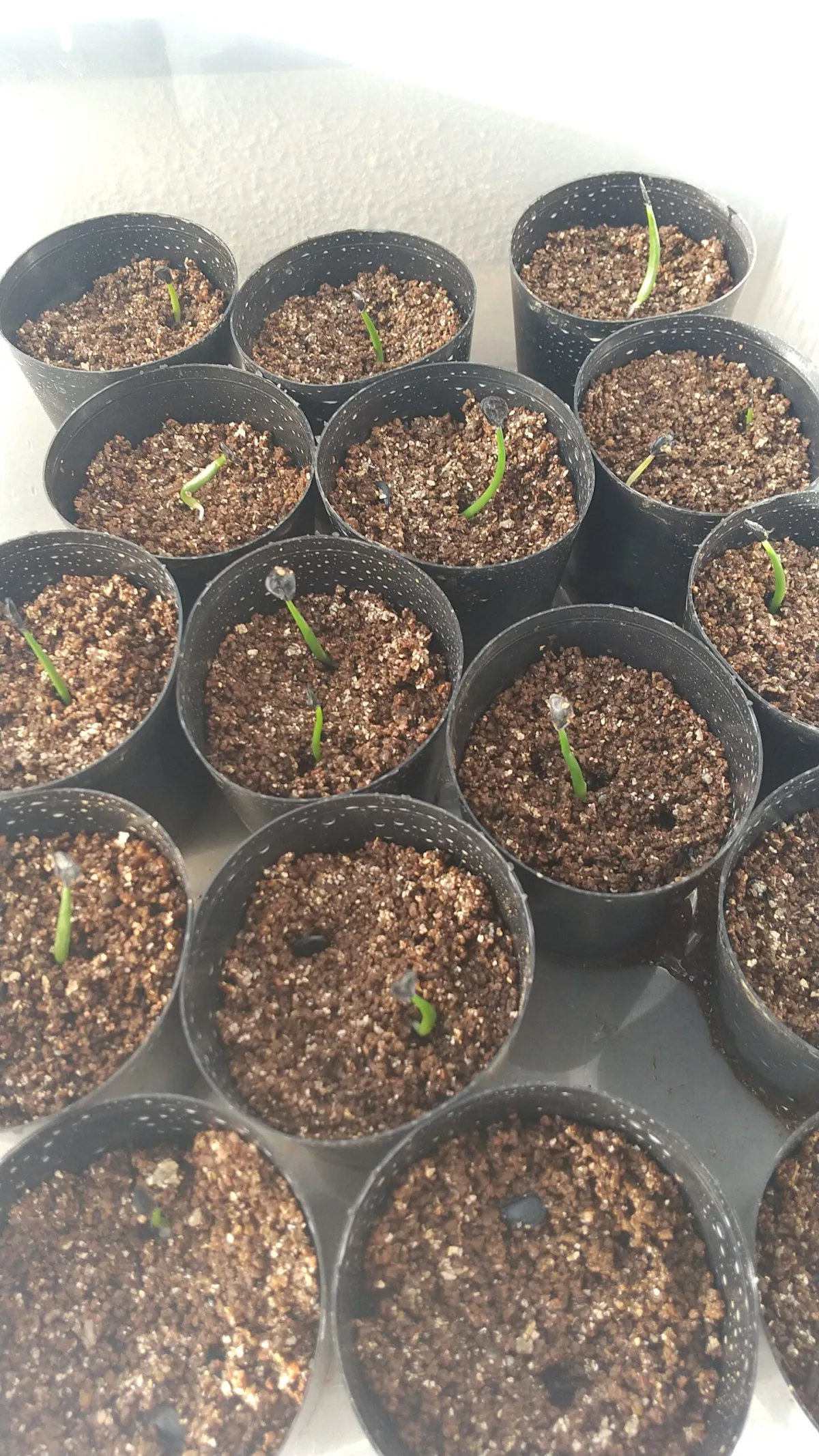 Agave parryi var. truncata (アガベ パリー トランカータ)