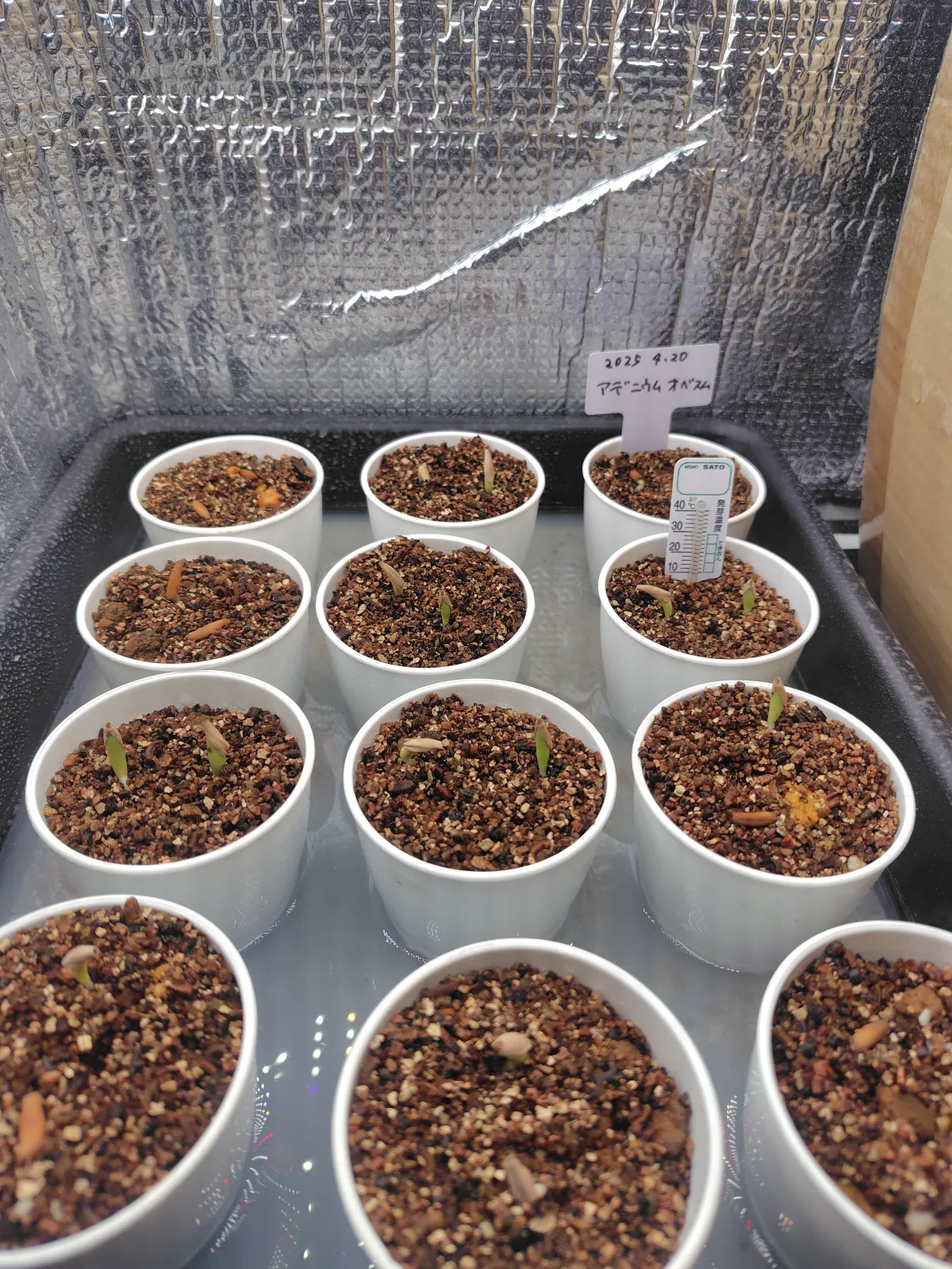 Adenium obesum (アデニウム オベスム)