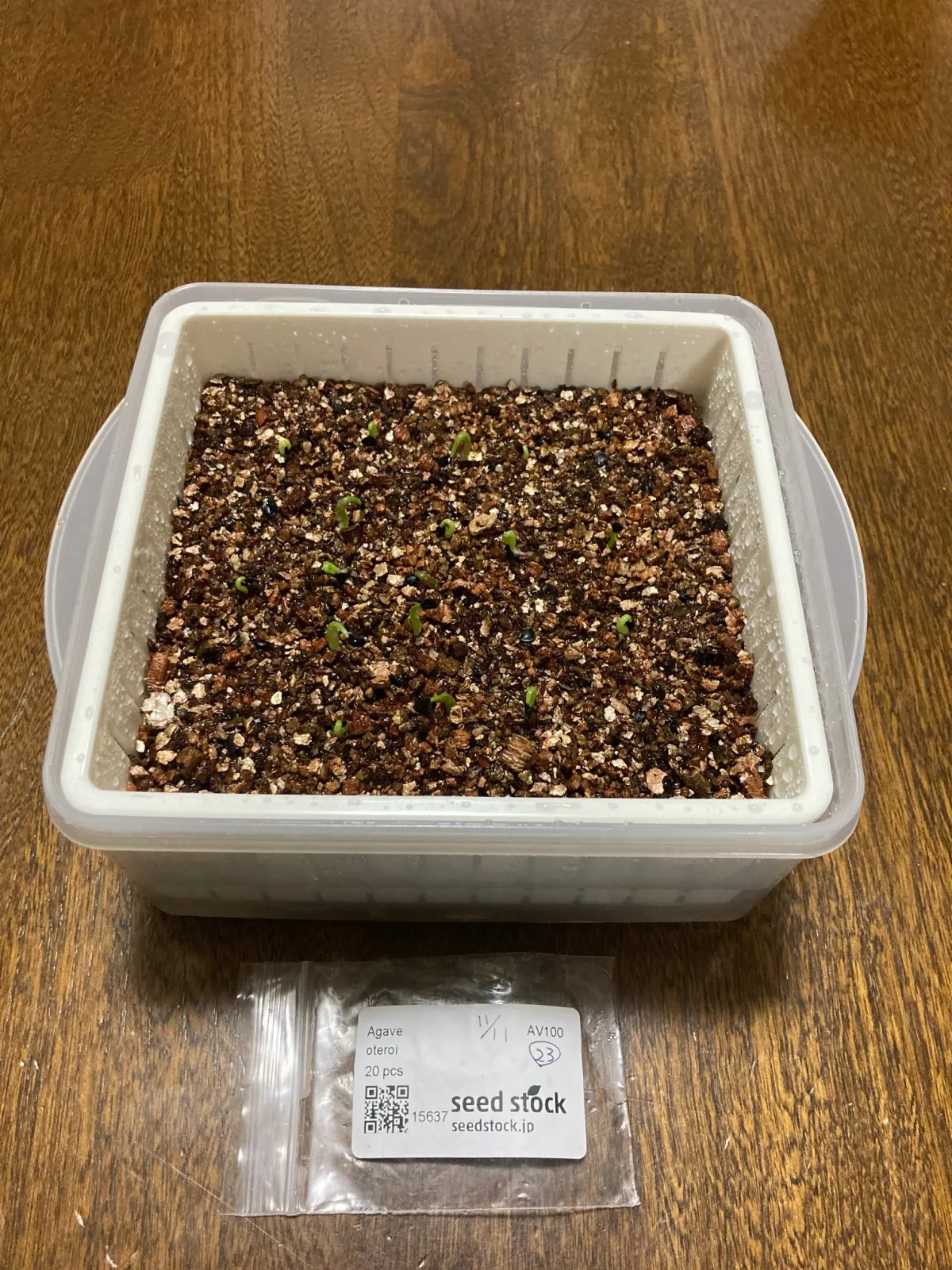 Agave oteroi (アガベ オテロイ)