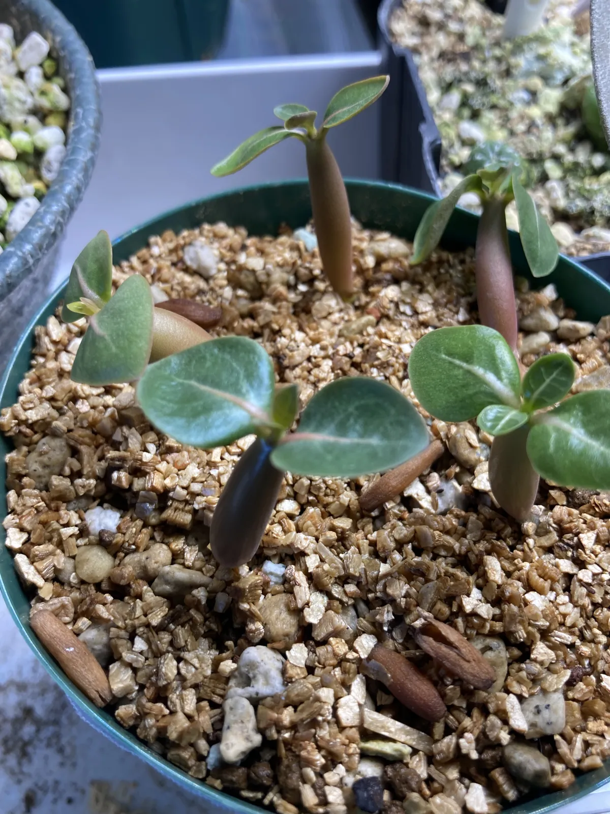 Adenium arabicum (アデニウム アラビカムゴッジ)