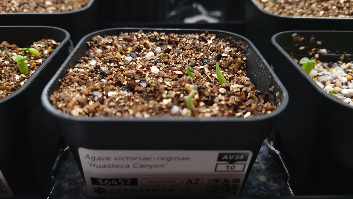 Agave victoriae-reginae 'Huasteca Canyon' (アガベ フアステカキャニオン)