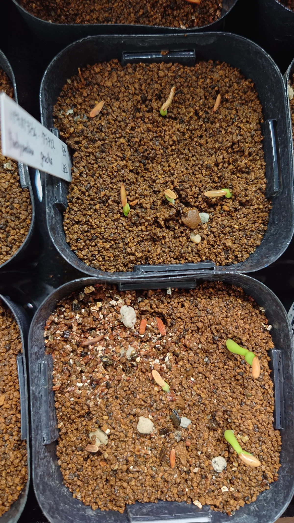 Pachypodium rosulatum var. gracilius (パキポディウム グラキリス)