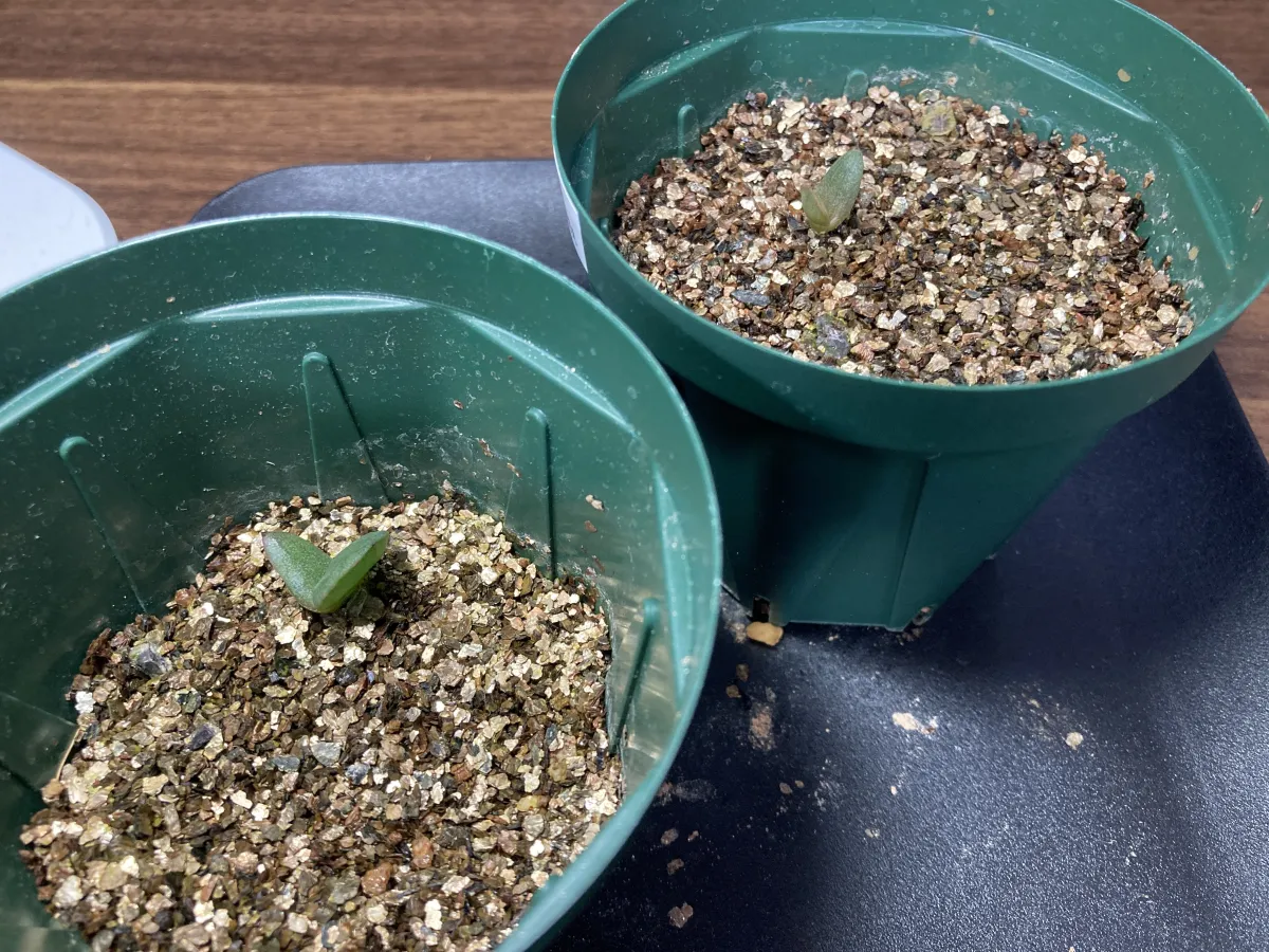 Aloe marlothii subsp. marlothii (アロエ マルロシー)