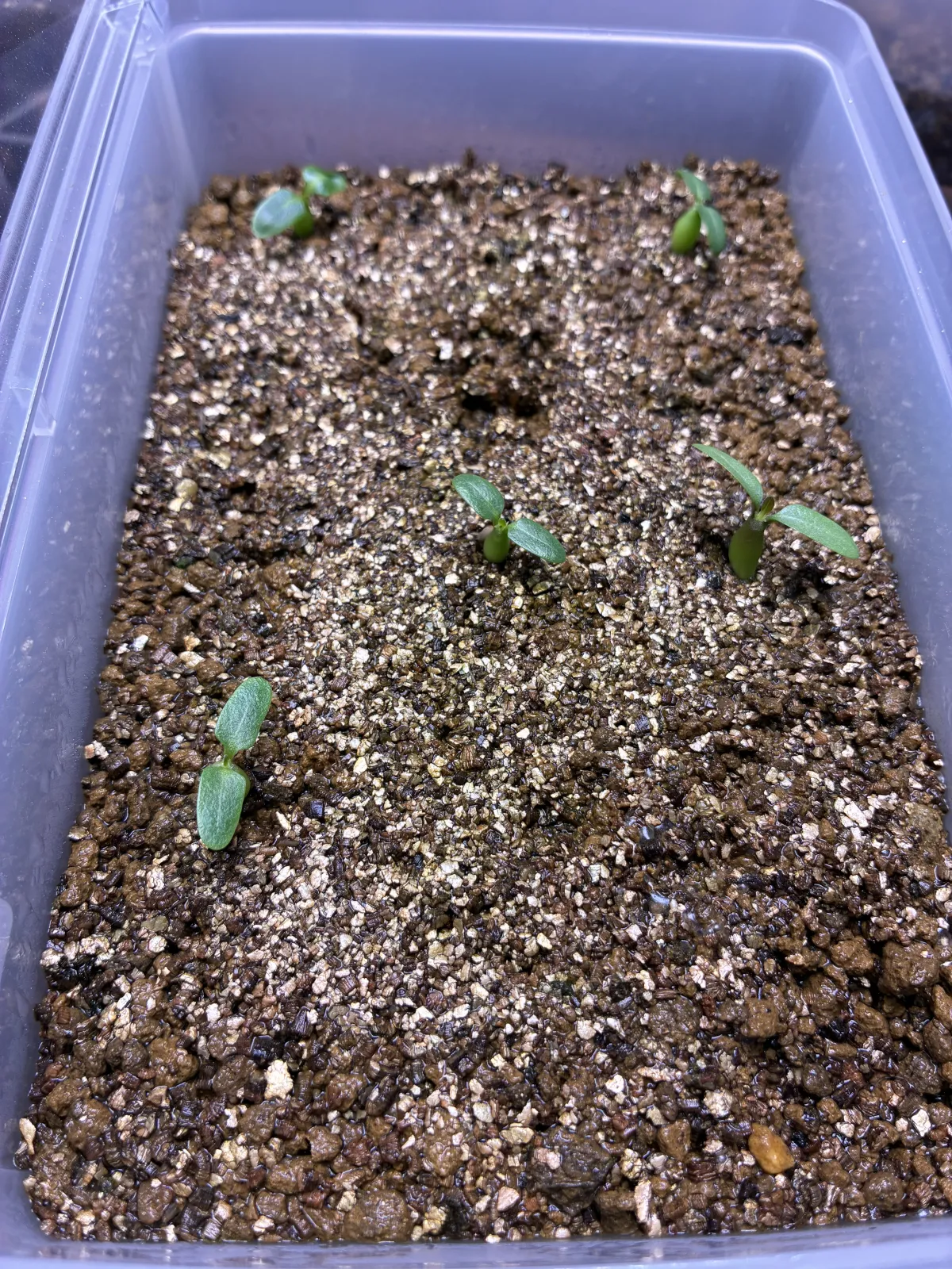 Pachypodium rosulatum var. eburneum (パキポディウム エブレネウム)