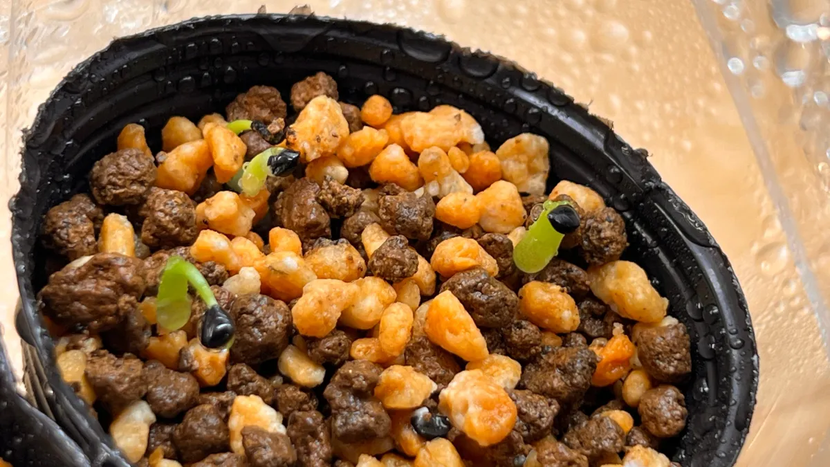 Agave victoriae-reginae ssp. swobodae swobodae (アガベ ビクトリアレジーナ スワボダエ)