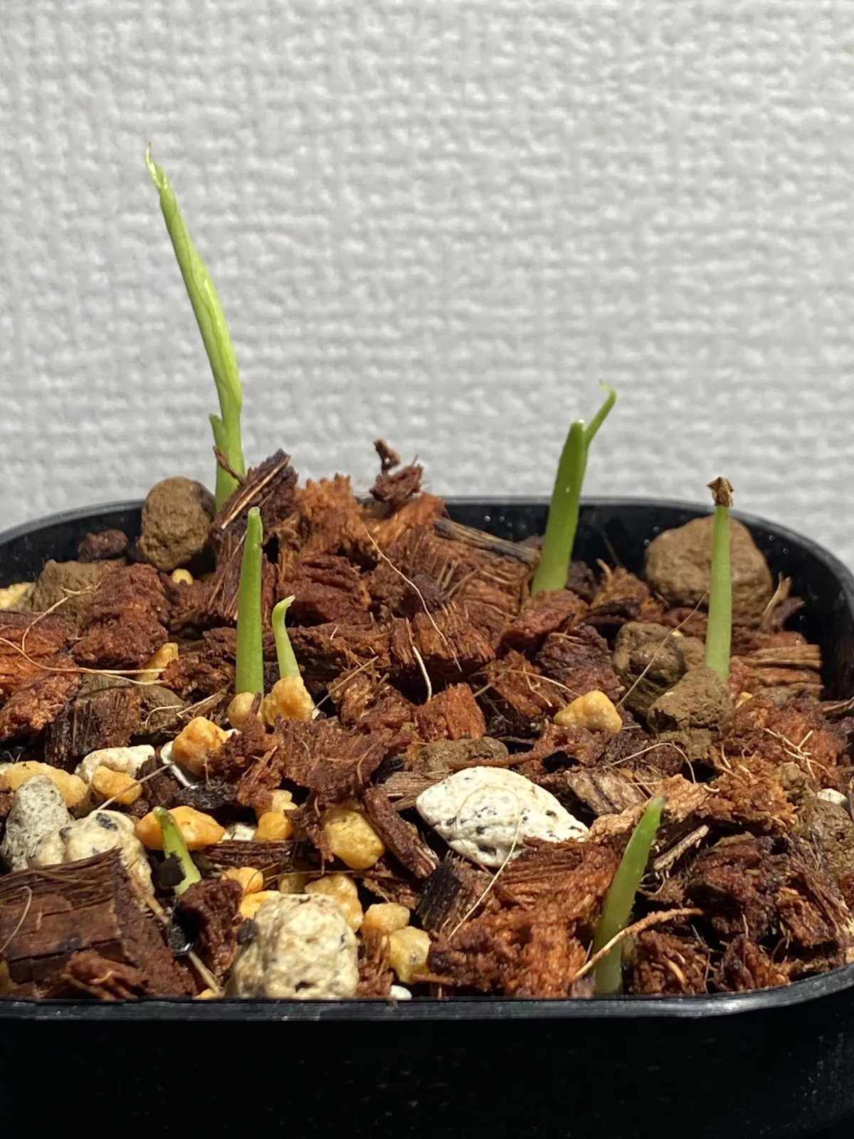 Monstera deliciosa Tauerii (モンステラ タウエリー)