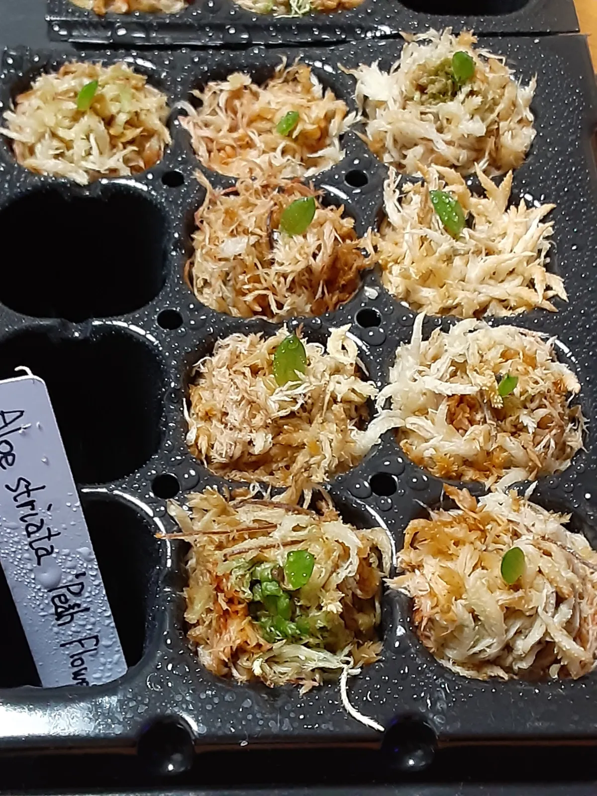 Aloe striata (アロエ ストリアータ ピーチフラワー)