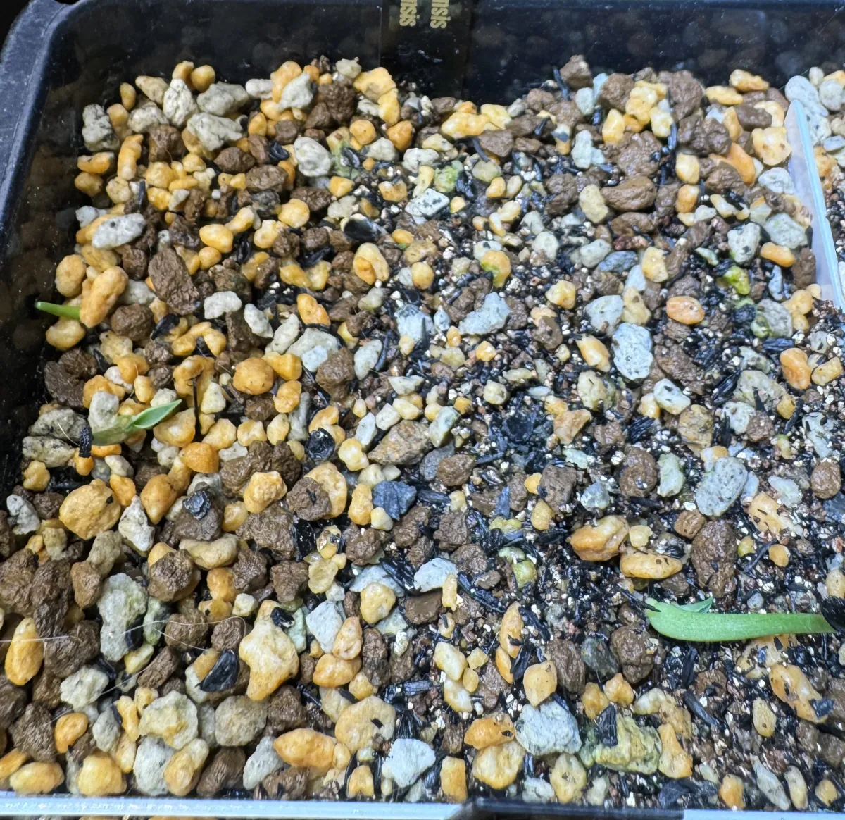 Agave utahensis var. eborispina (アガベ エボリスピナ)