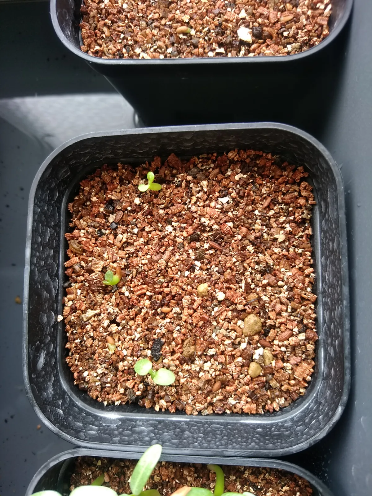 Pachypodium brevicaule (パキポディウム ブレビカウレ（短茎） ())