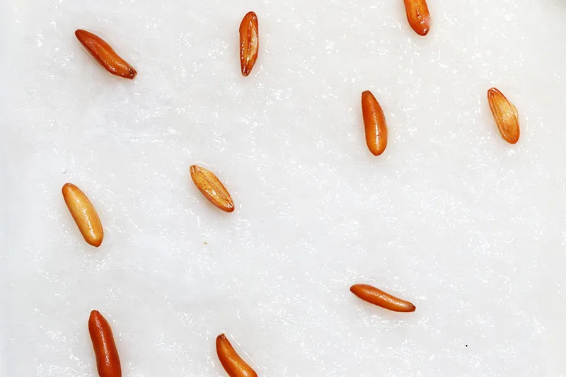 [無料種子] 発芽難 パキポディウム グラキリス　 Pachypodium rosulatum var. gracilius