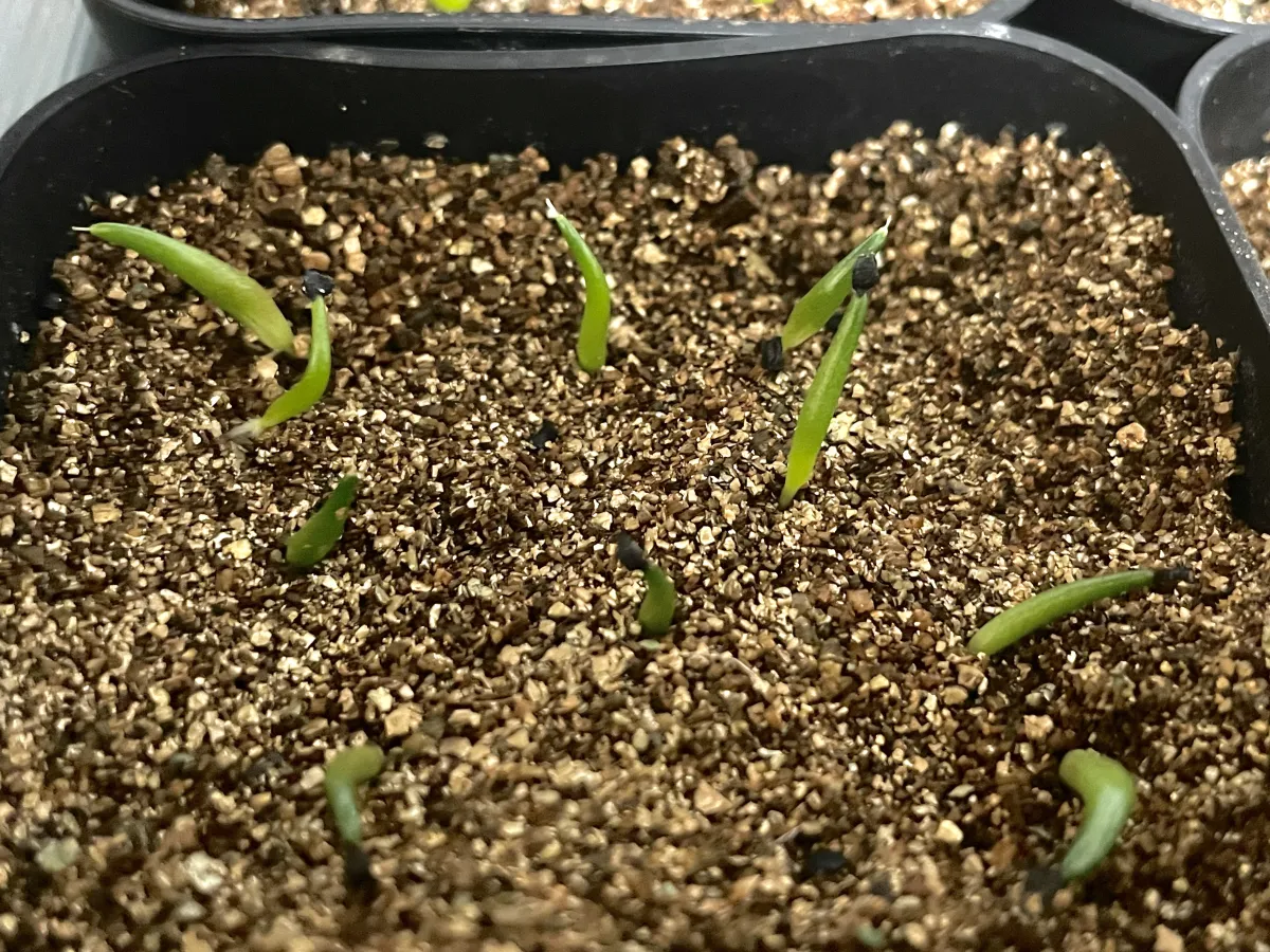 Agave impressa (アガベ インプレッサ)