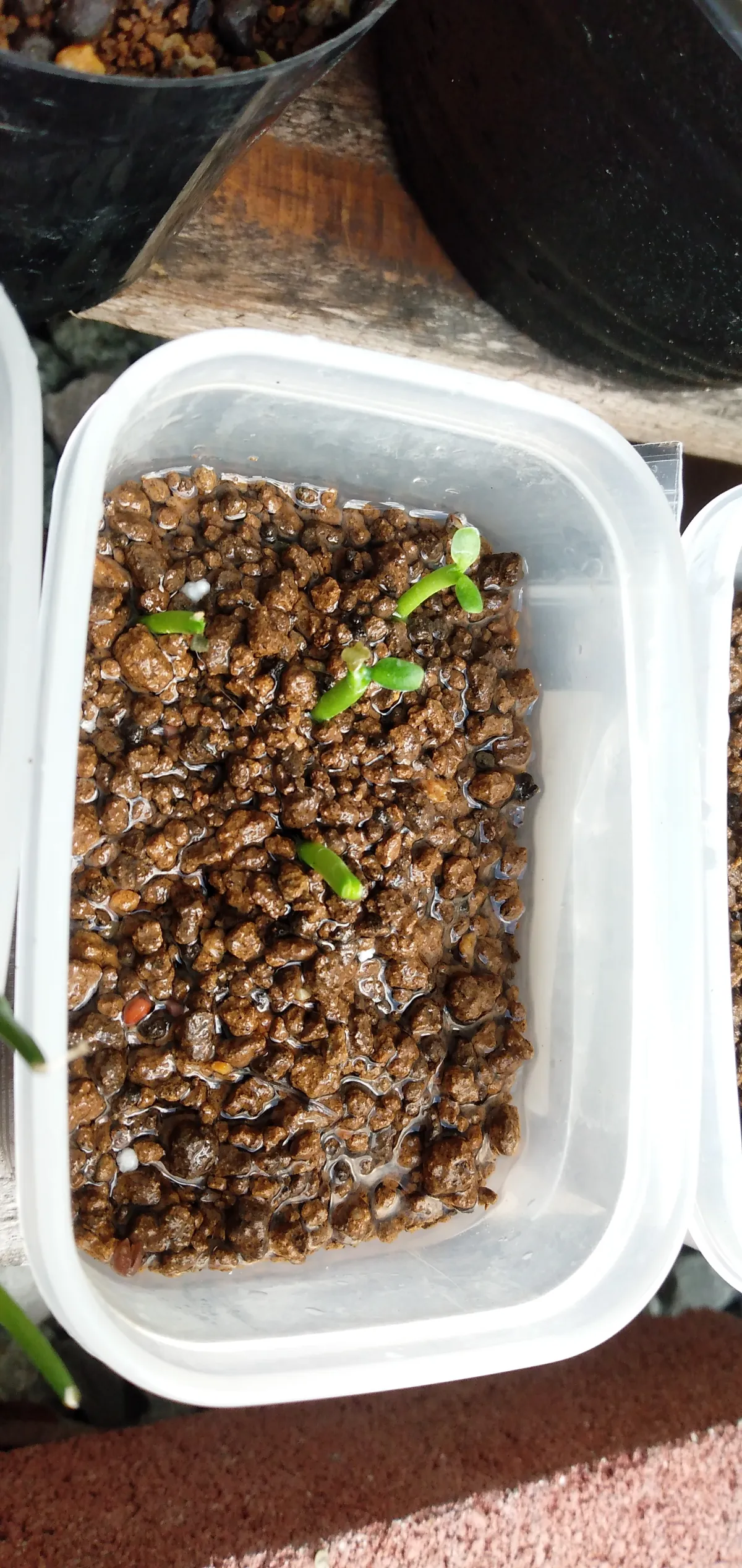 Euphorbia inermis var. huttonae (ユーフォルビア イネルミス 九頭竜)