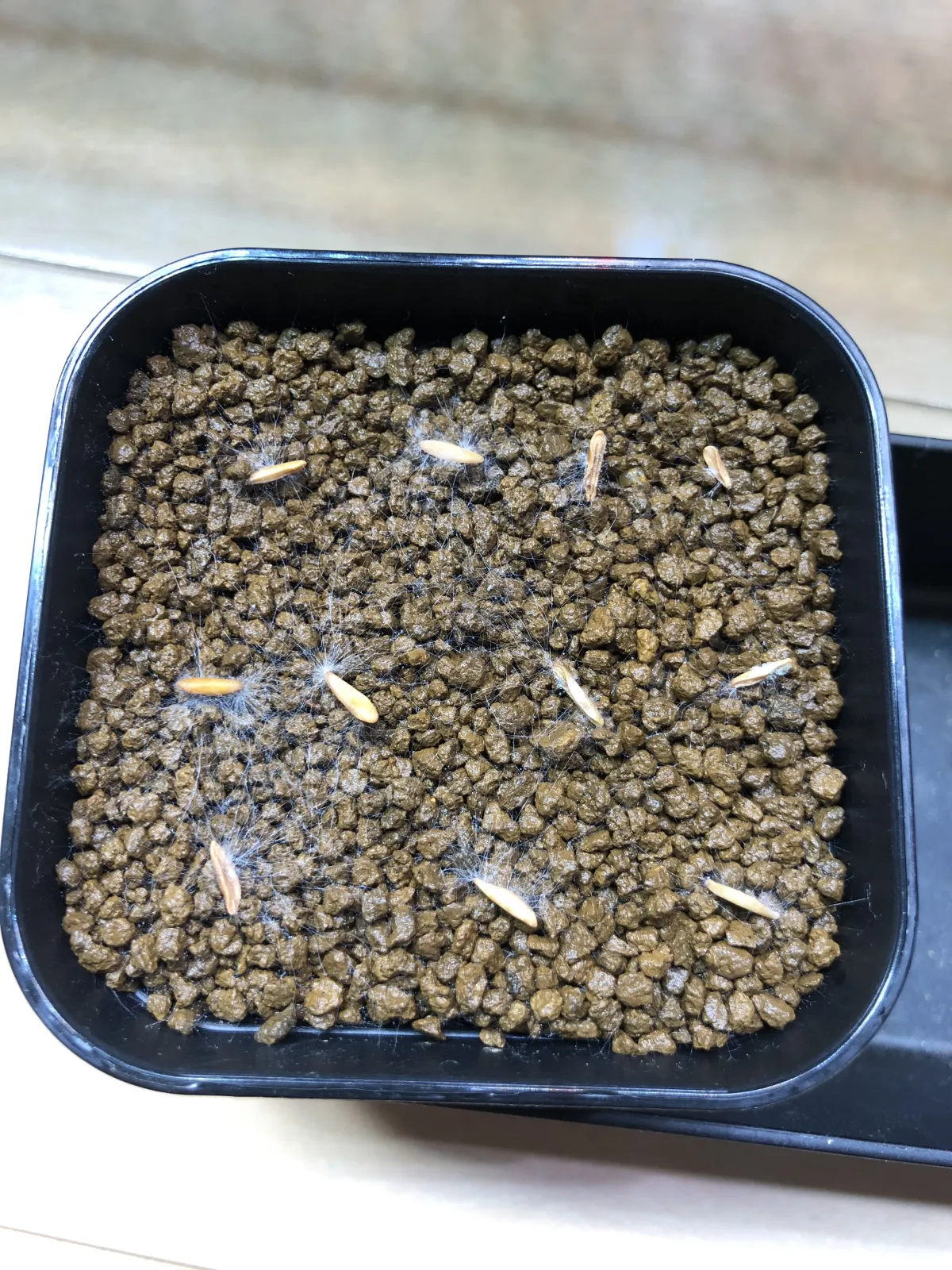 [無料種子] 発芽難 パキポディウム グラキリス　 Pachypodium rosulatum var. gracilius