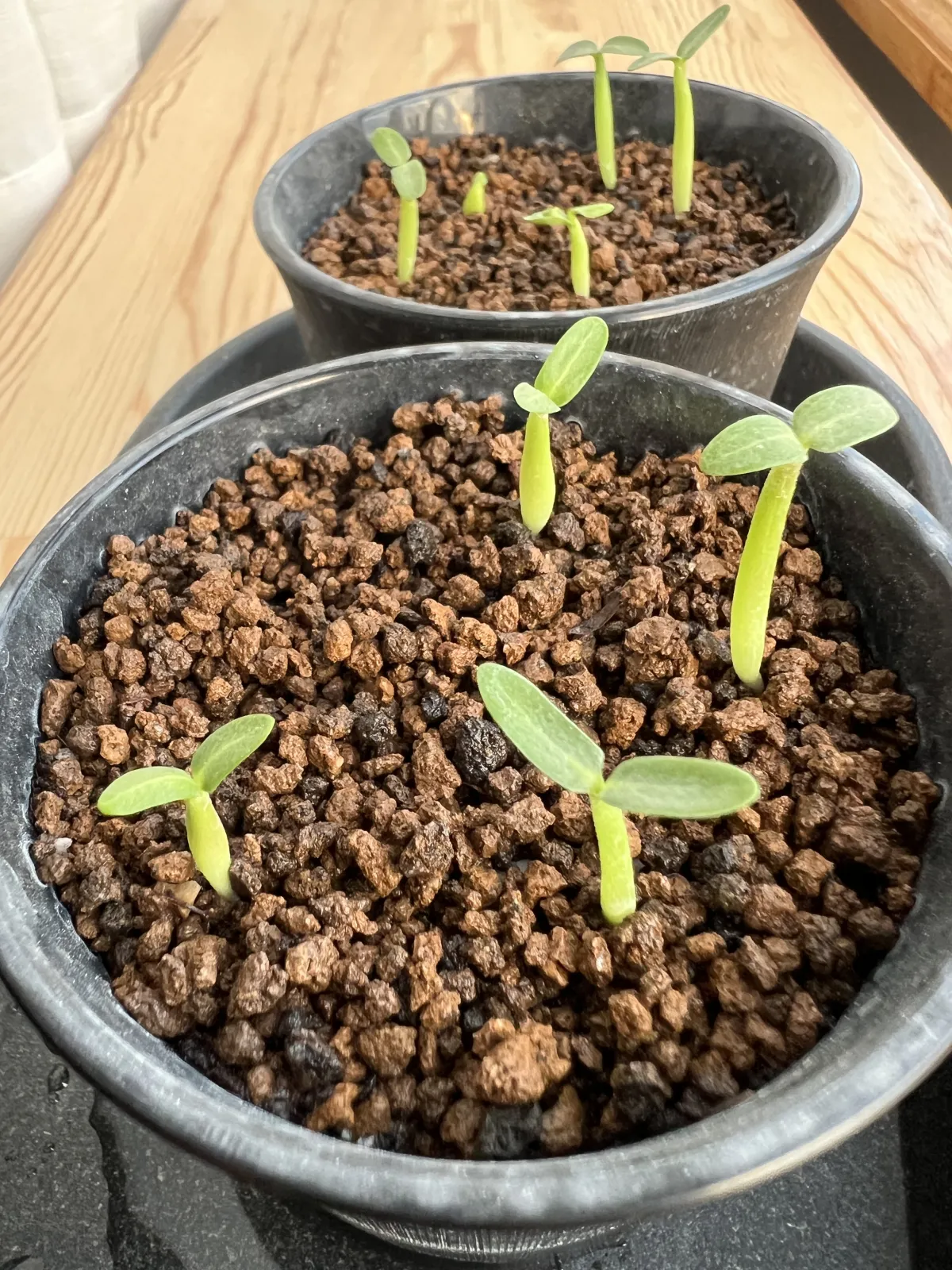 Pachypodium rosulatum var. gracilius (パキポディウム グラキリス)