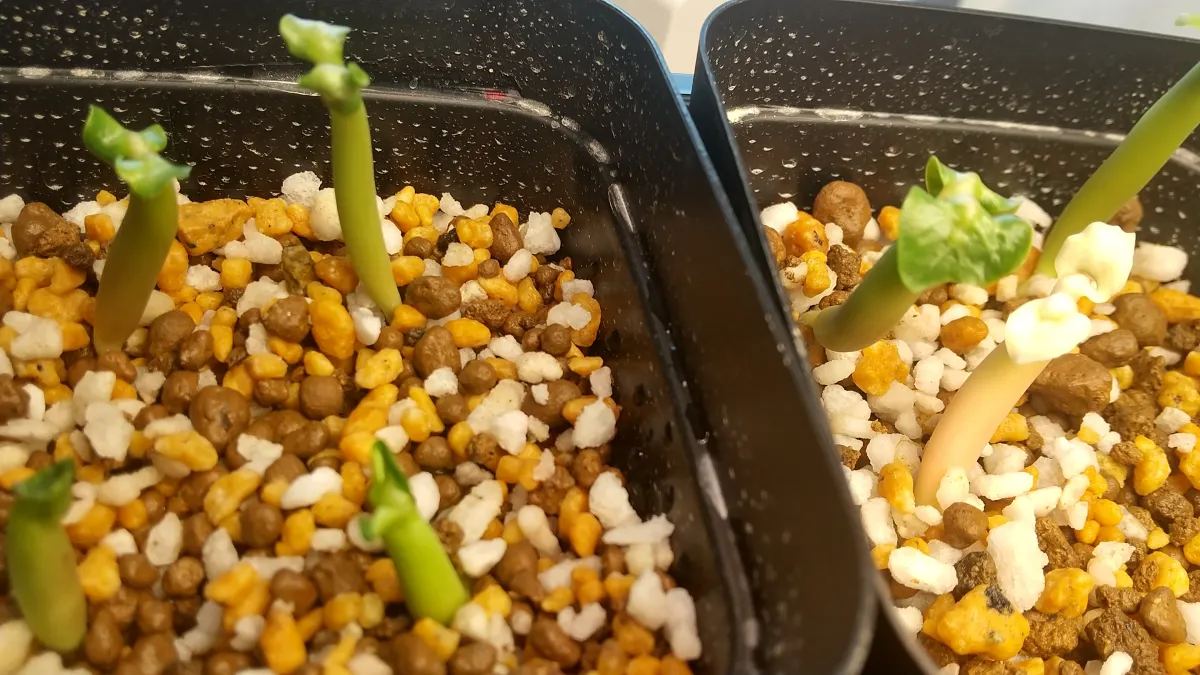 Adenium obesum thai (アデニウム タイ ソコトラナム)