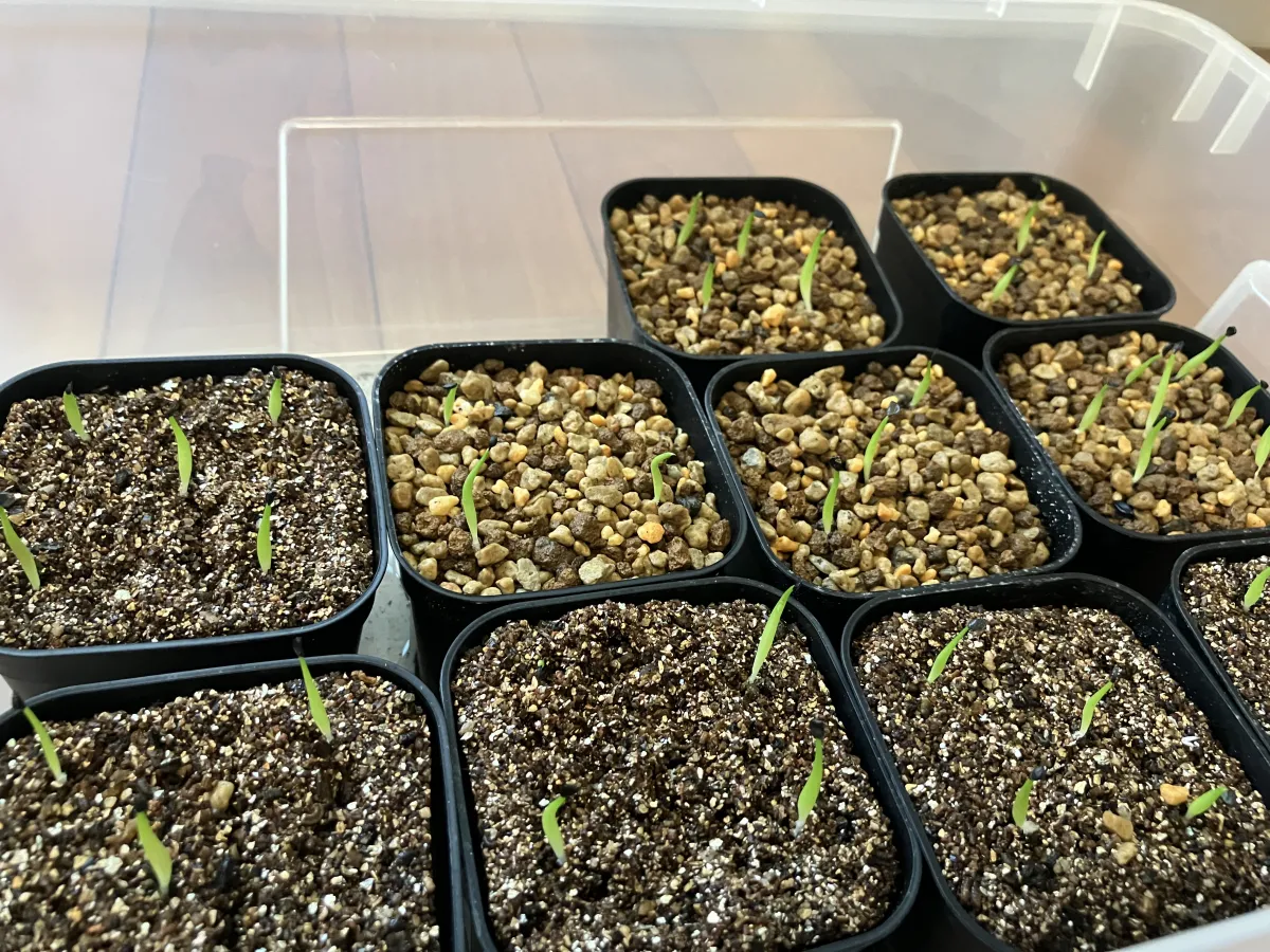 Agave oteroi (アガベ オテロイ)