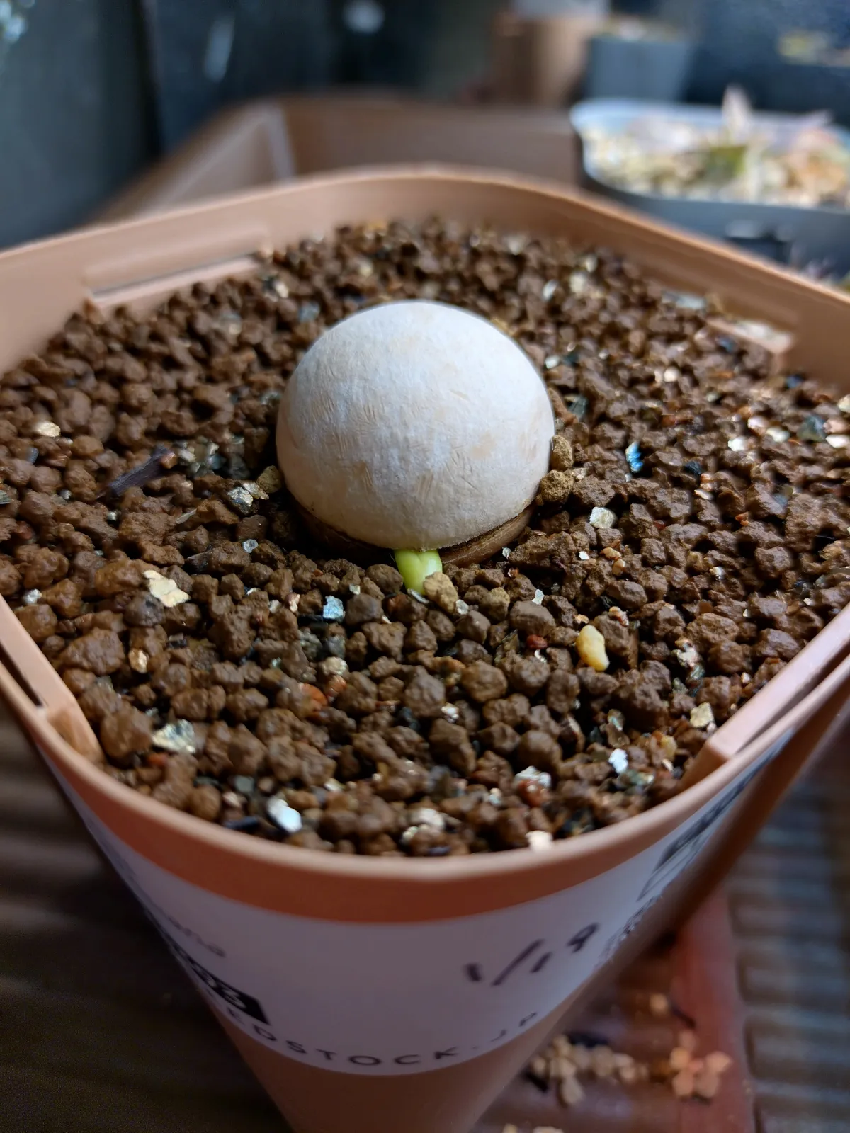 Cycas cairnsiana (サイカス カイルンシアナ)