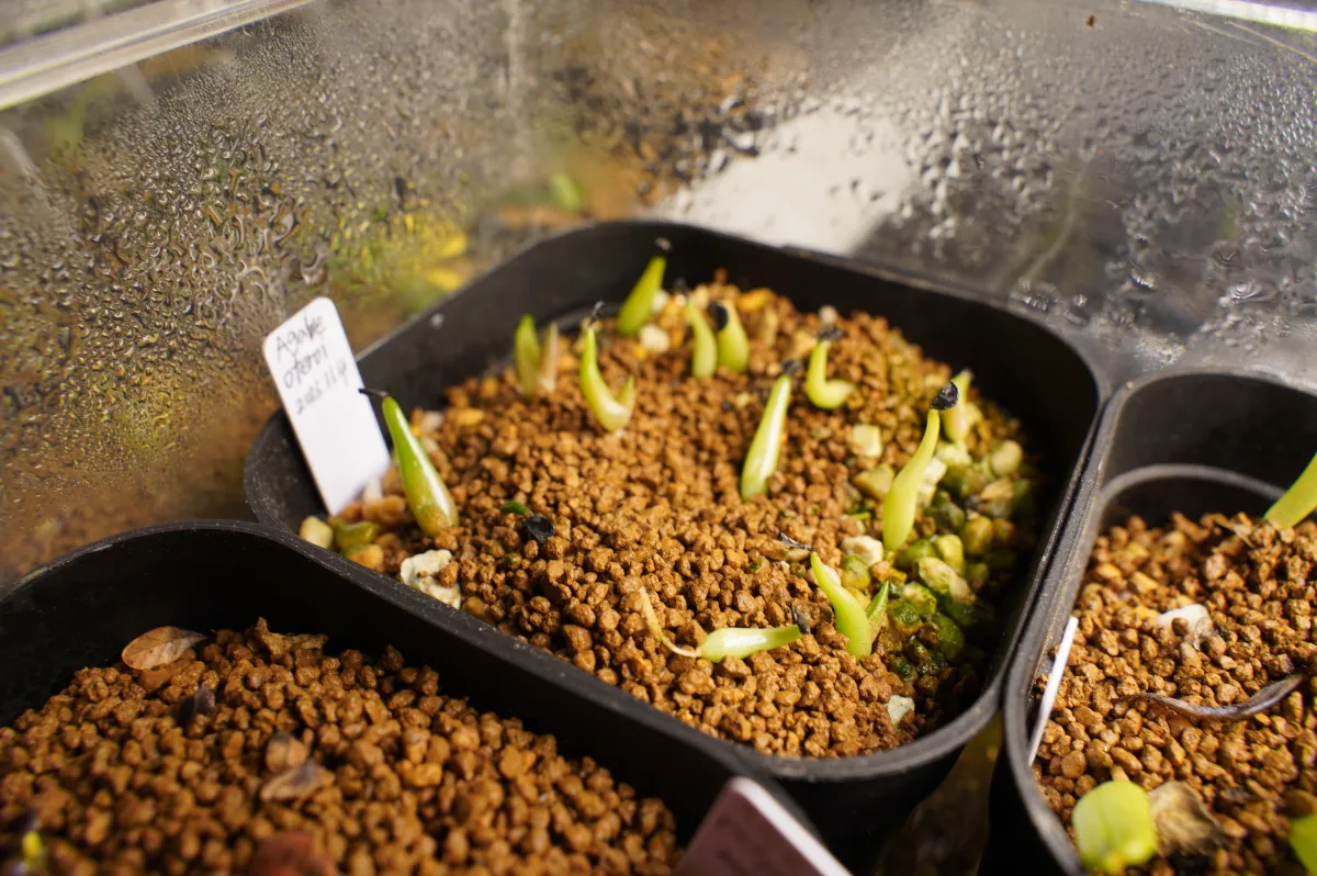 Agave oteroi (アガベ オテロイ)