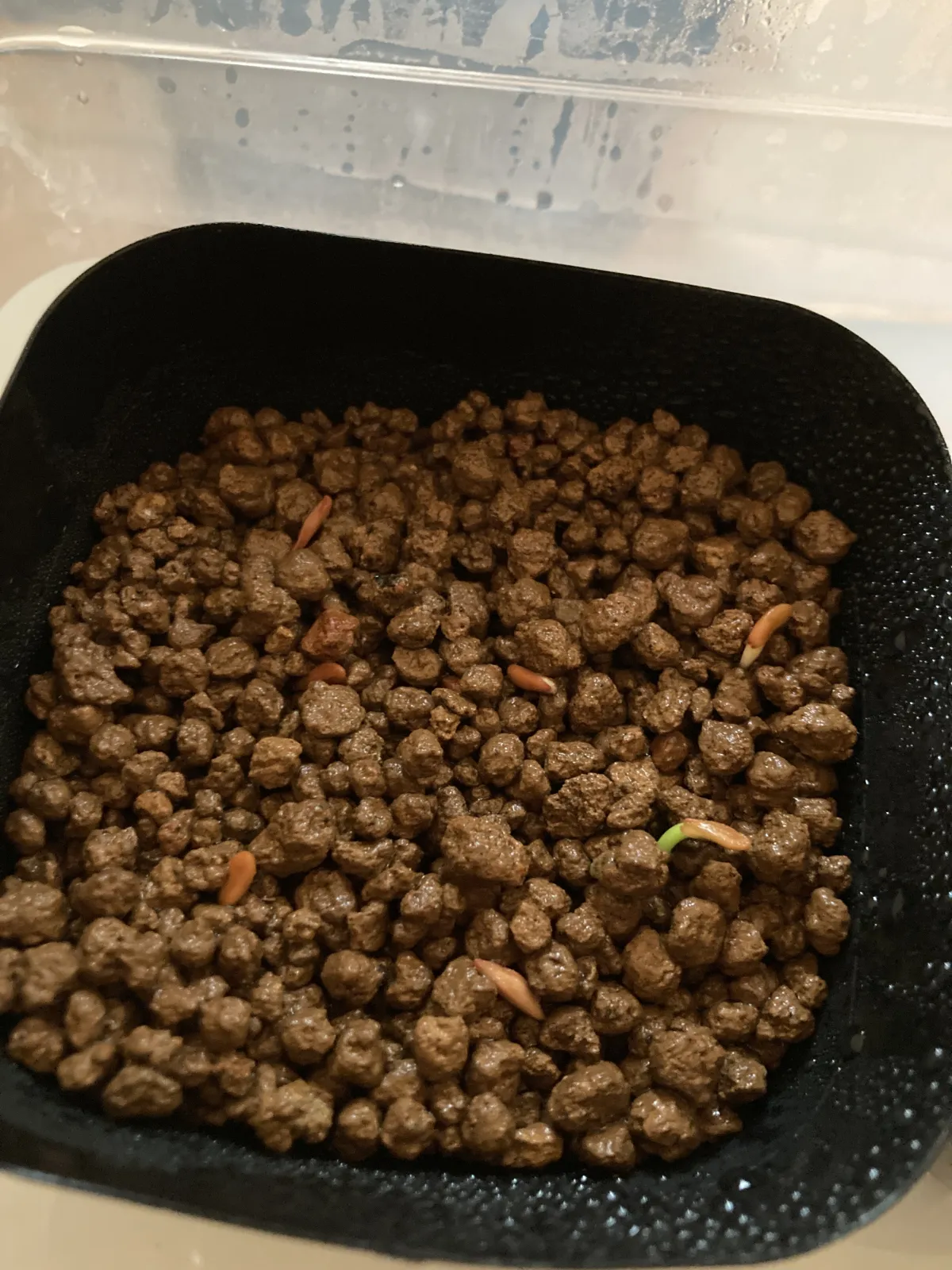 Pachypodium rosulatum ssp. rosulatum (パキポディウム ロスラーツム)