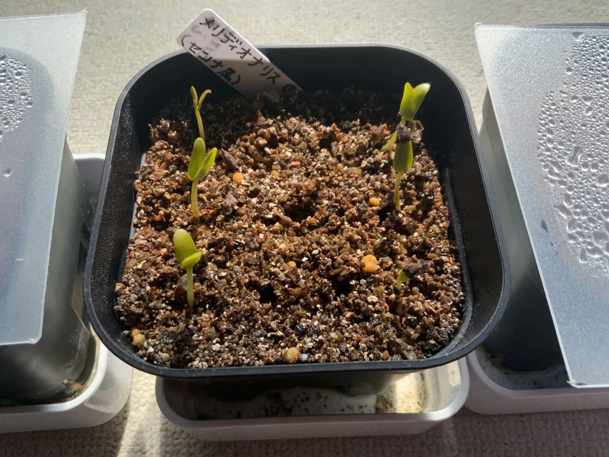 Senna meridionalis (センナ メリディオナリス)