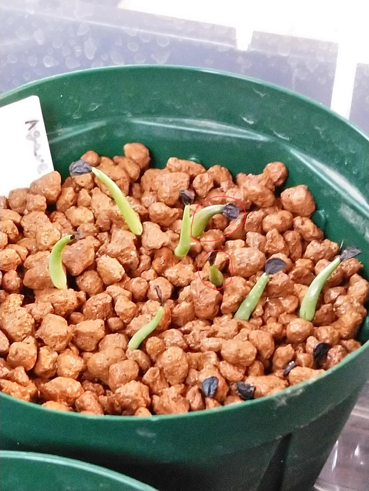 Agave oteroi (アガベ オテロイ)