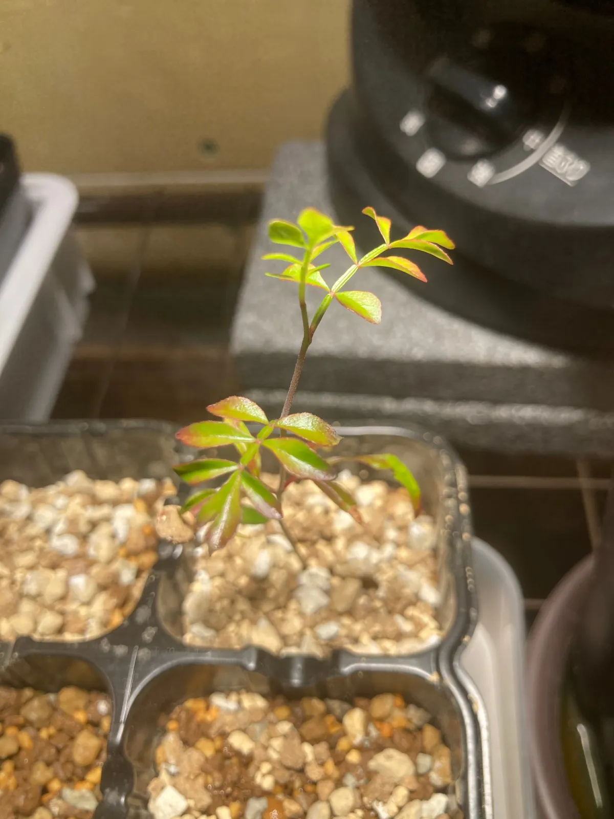 Operculicarya hyphaenoides (オペルクリカリア ヒファエノイデス)