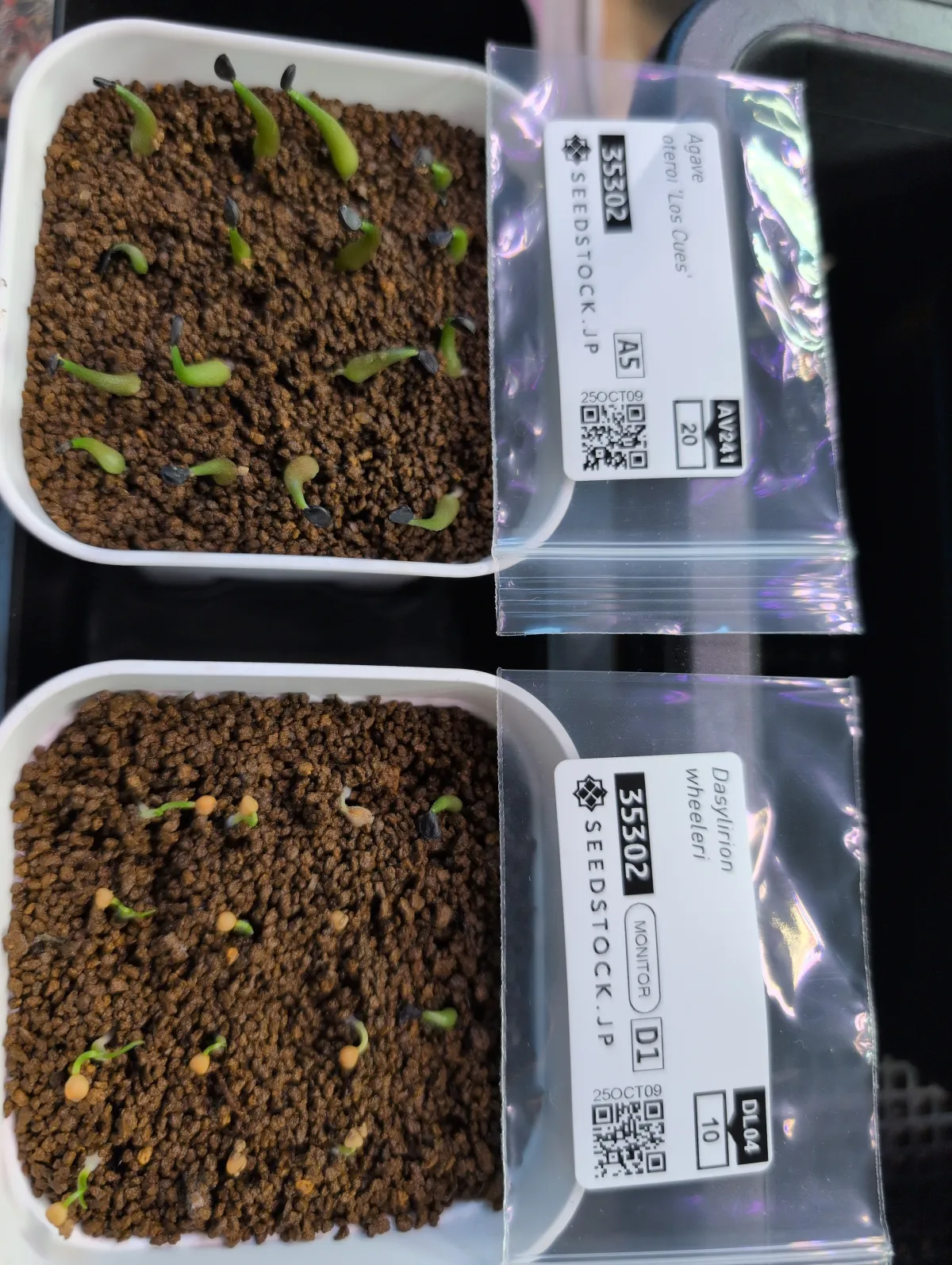 Agave oteroi 'Los Cues' (アガベ オテロイ ロス・クエス)