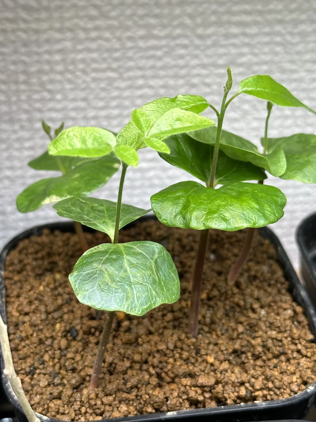 Commiphora monstruosa (コミフォラ モンストローサ)