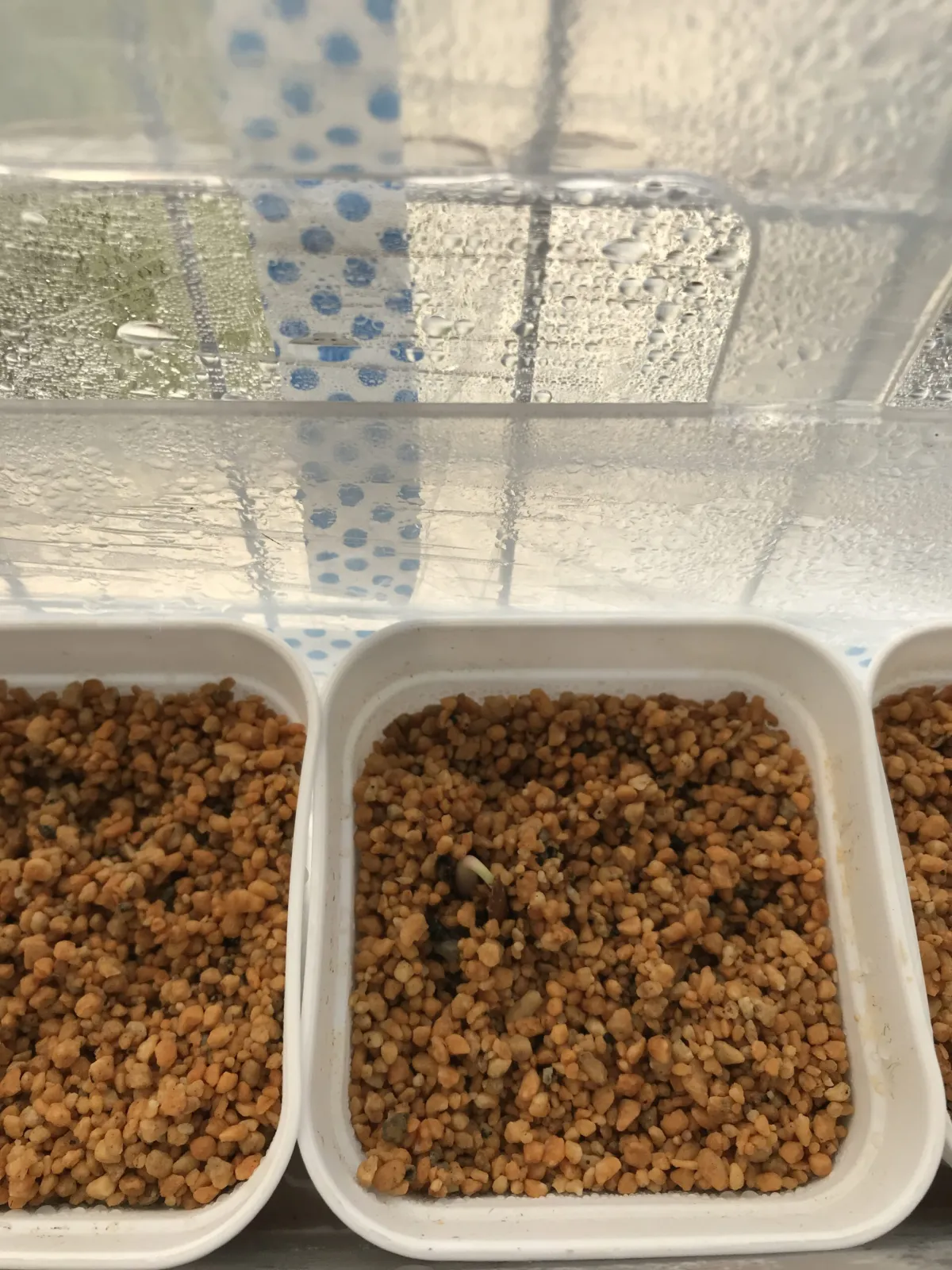 Petopentia natalensis (ペトペンチア ナタレンシス)