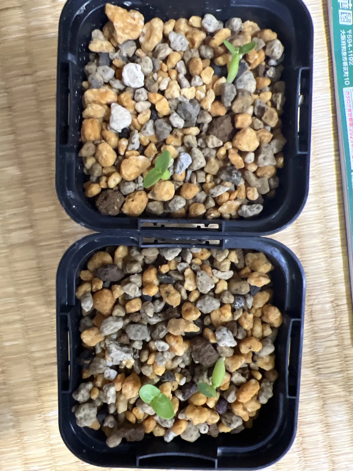 Pachypodium enigmaticum (パキポディウム エニグマチカム)