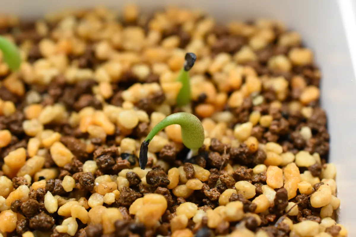 Agave oteroi (アガベ オテロイ)