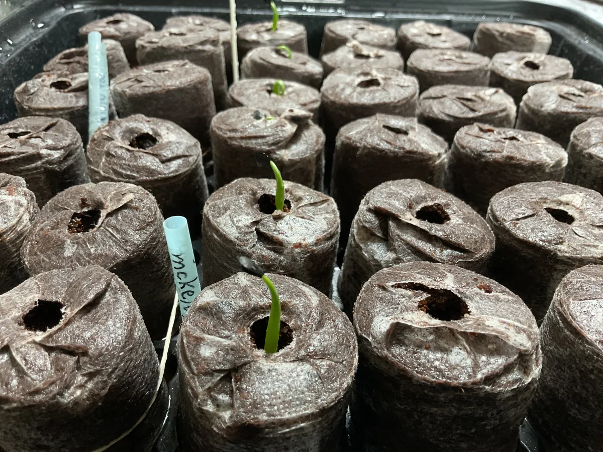 Agave mckelveyana (アガベ マッケルベヤナ)