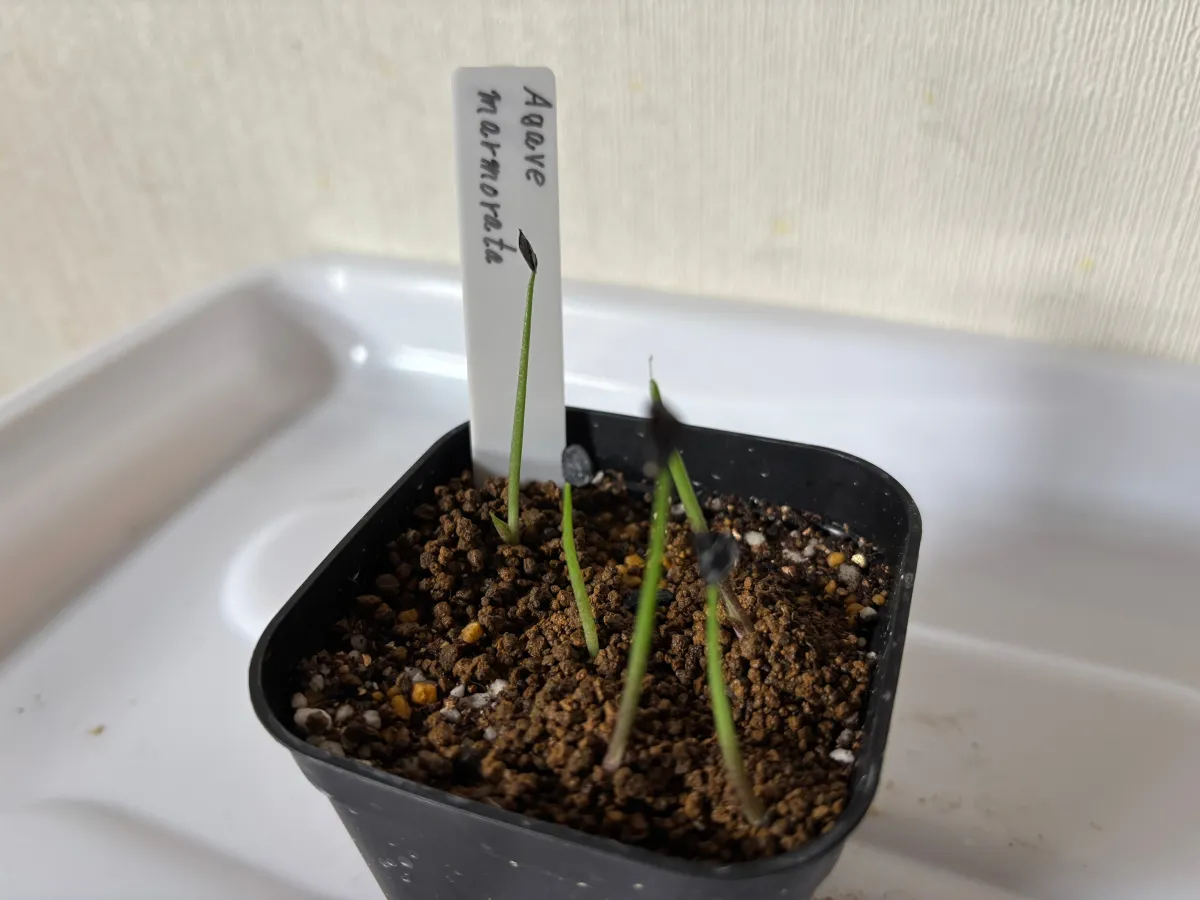 Agave marmorata (アガベ マルモラータ)