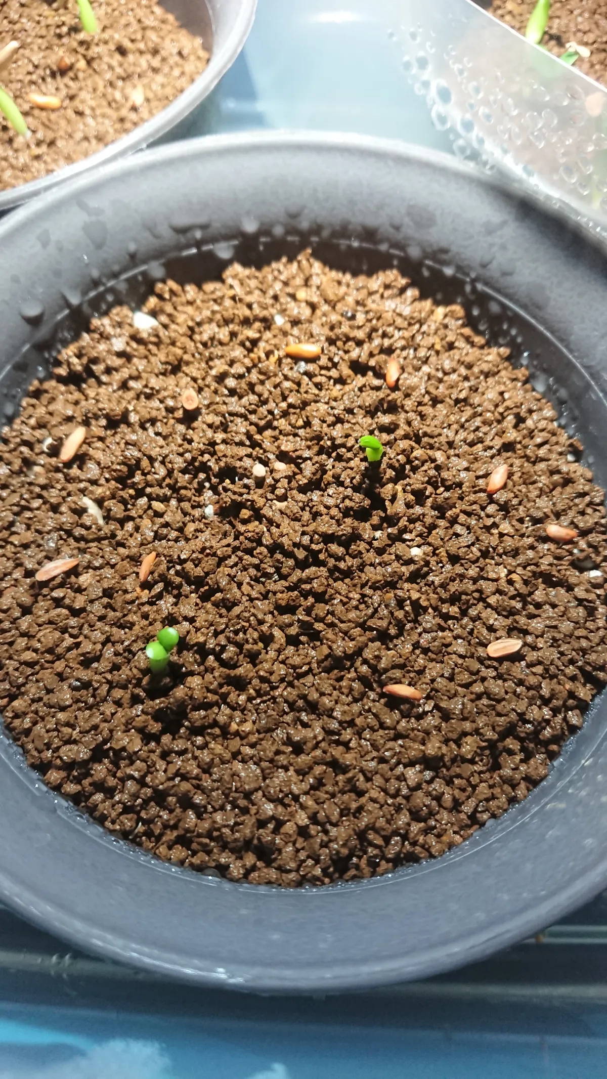 Pachypodium brevicaule subsp. leucoxanthum (パキポディウム レウコキサンツム)