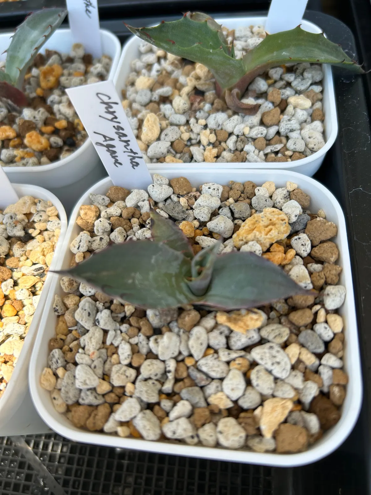 Agave chrysantha (アガベ クリサンサ)