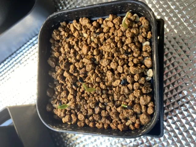 stricta 'Rubra'　モニター