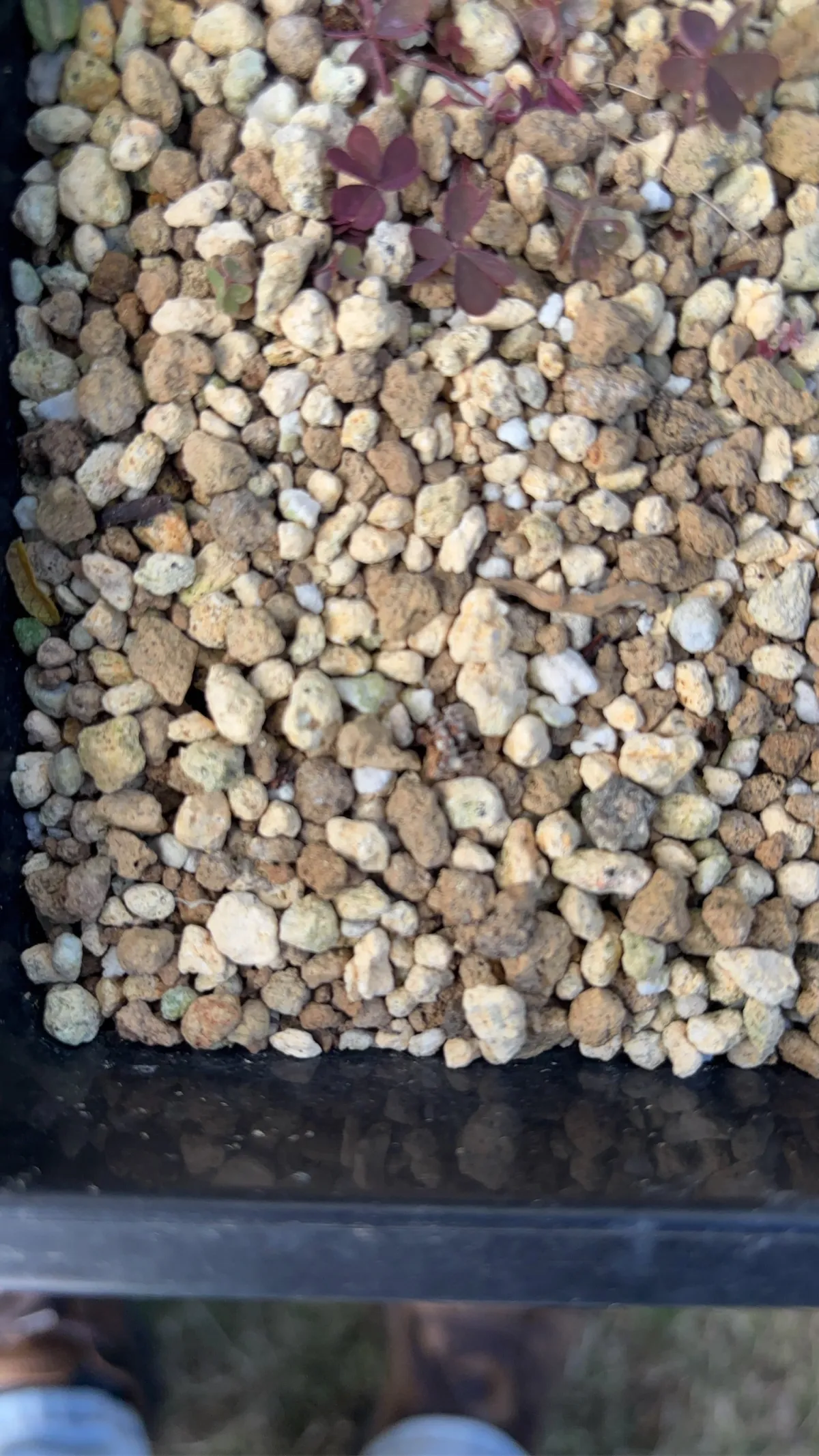 Adenia globosa (アデニア グロボーサ)