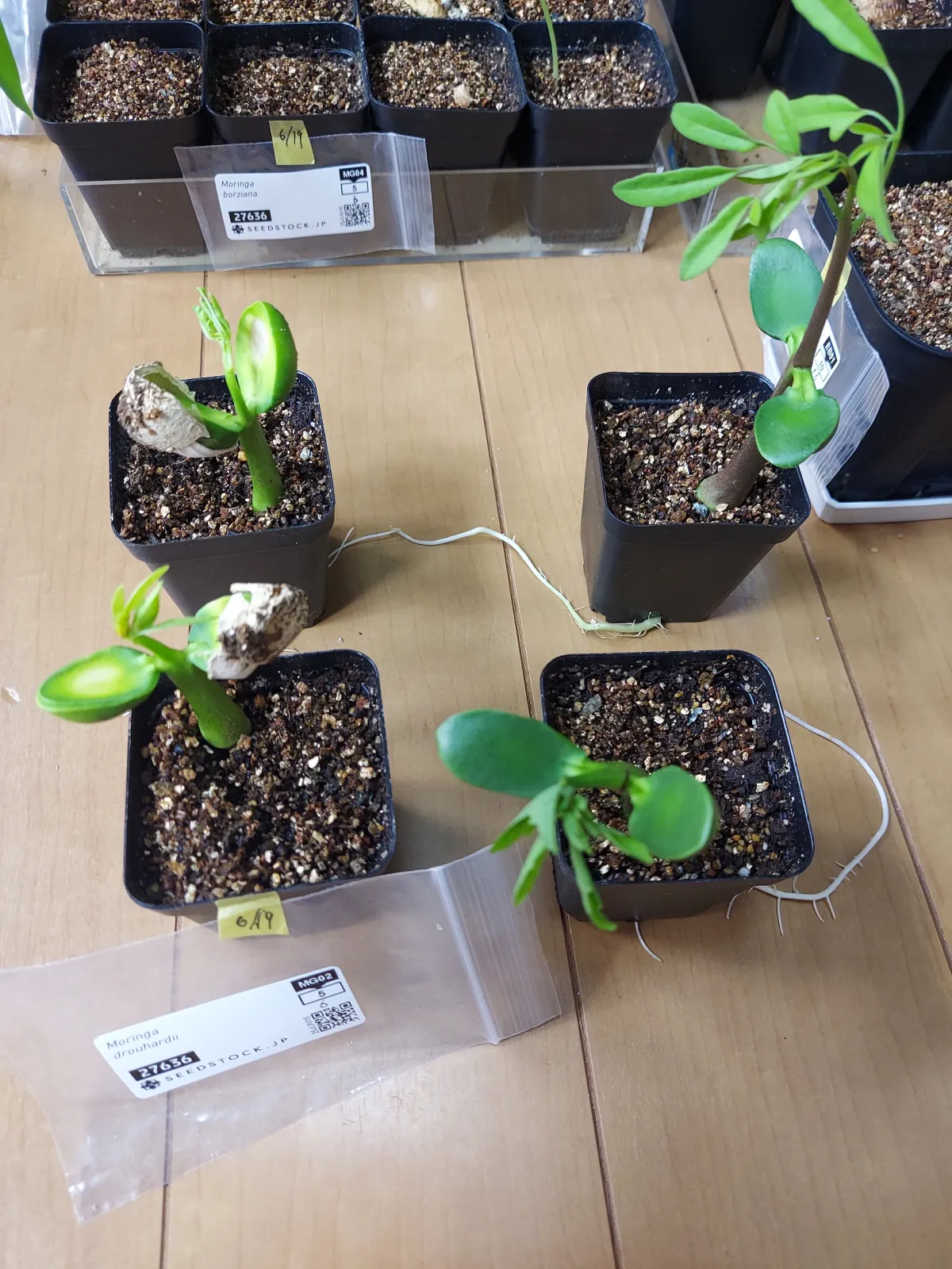 Moringa drouhardii (モリンガ ドロウハーディ)