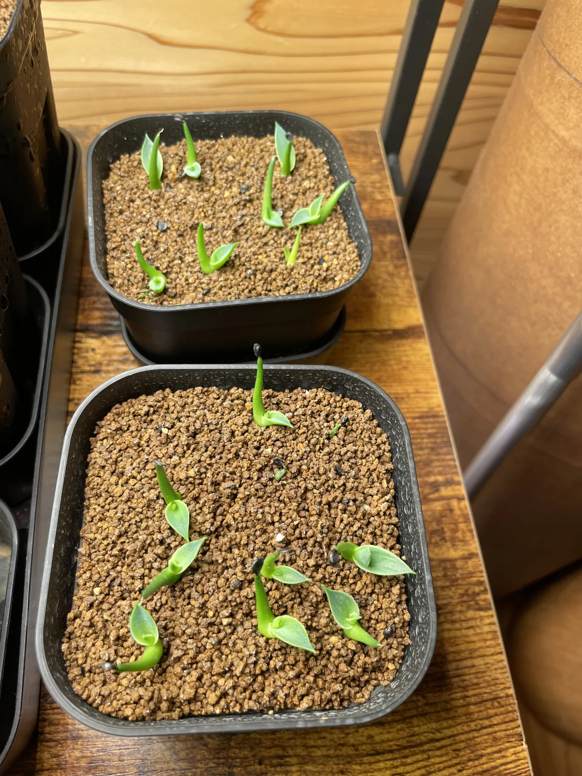 Agave utahensis var. eborispina 'Hayford' (アガベ エボリスピナ ヘイフォード)